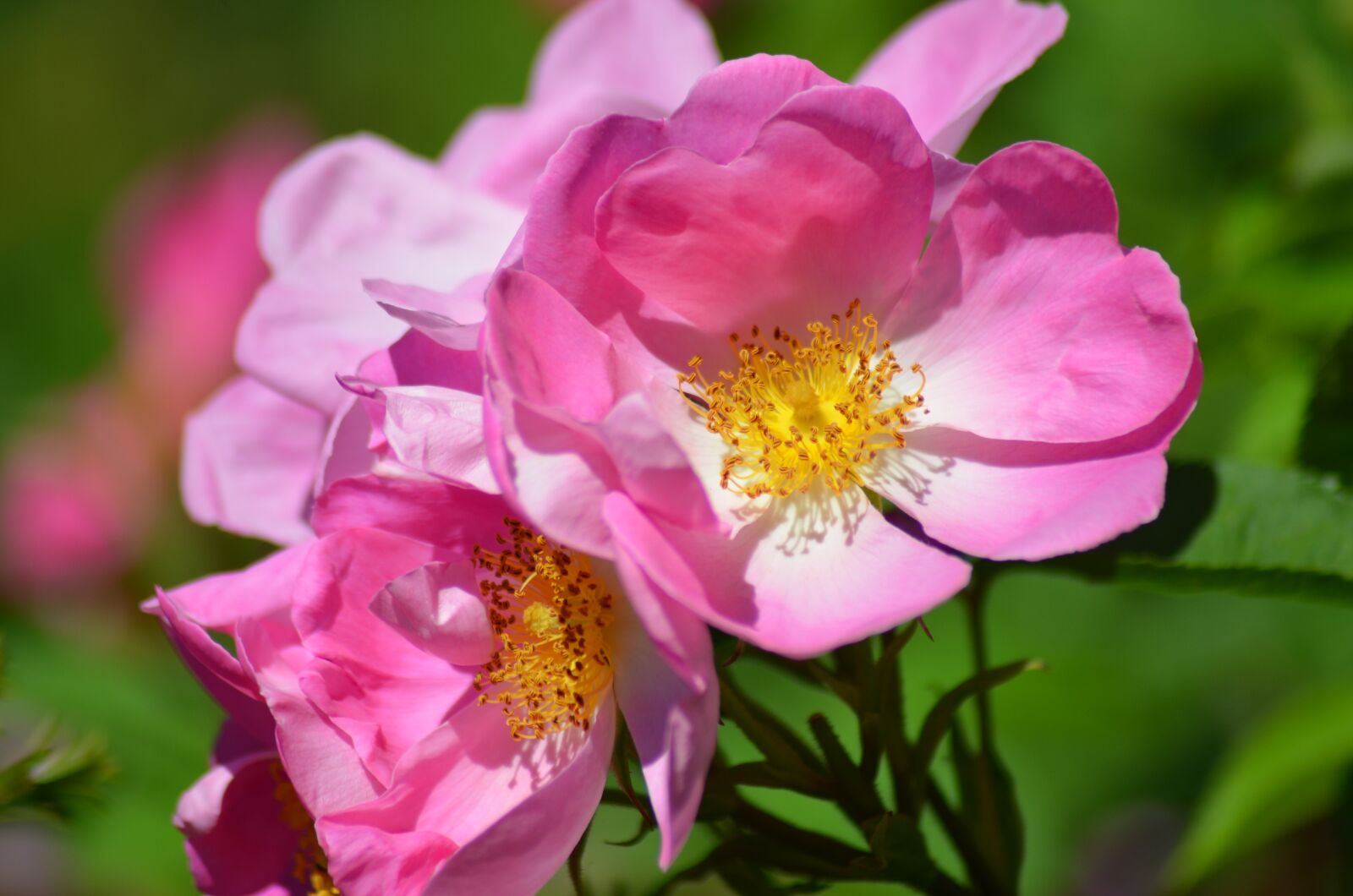 Nikon D5100 sample photo. Pink, rosary, flower photography