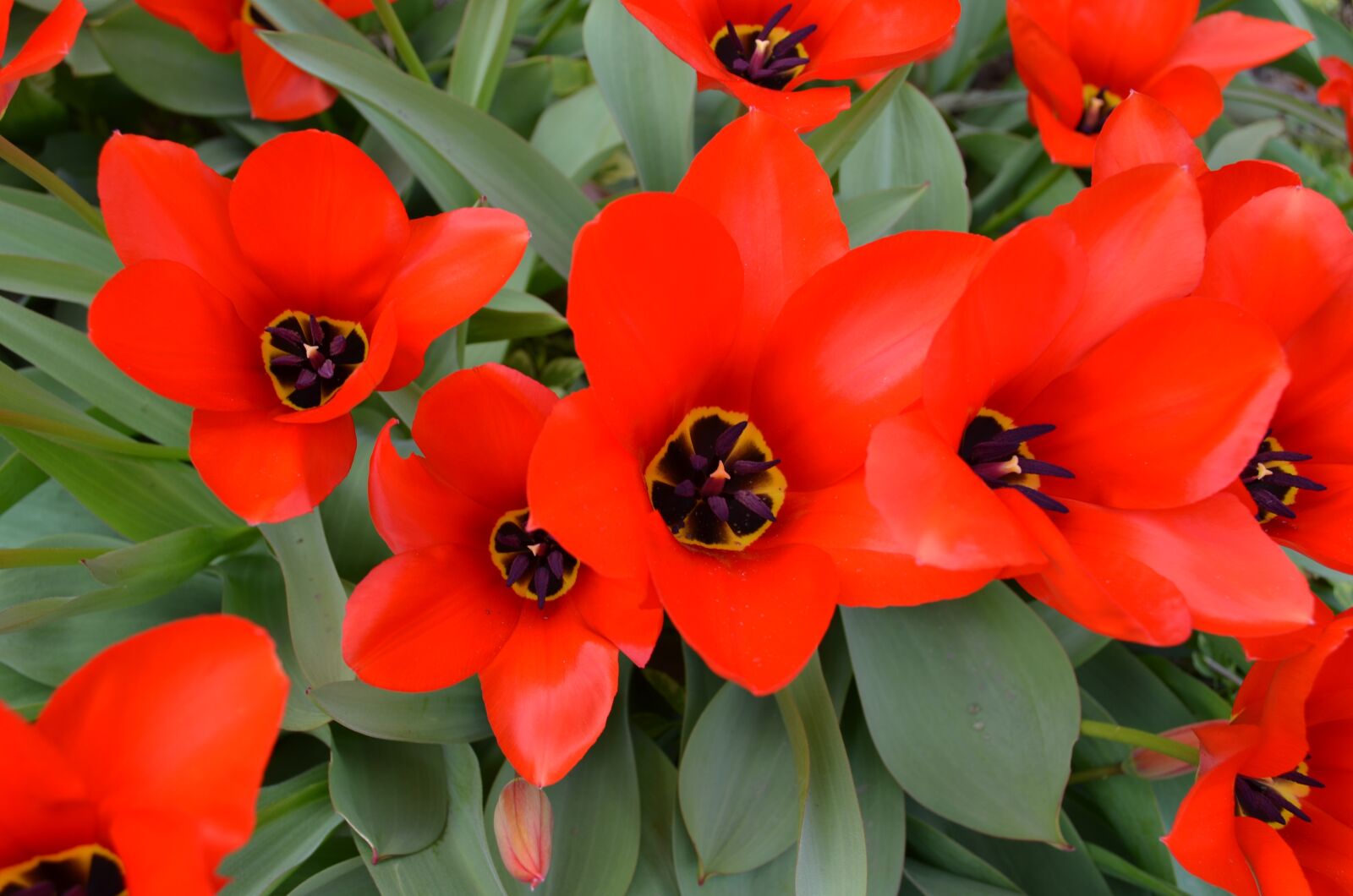 Nikon D5100 sample photo. Flower, tulip, spring photography
