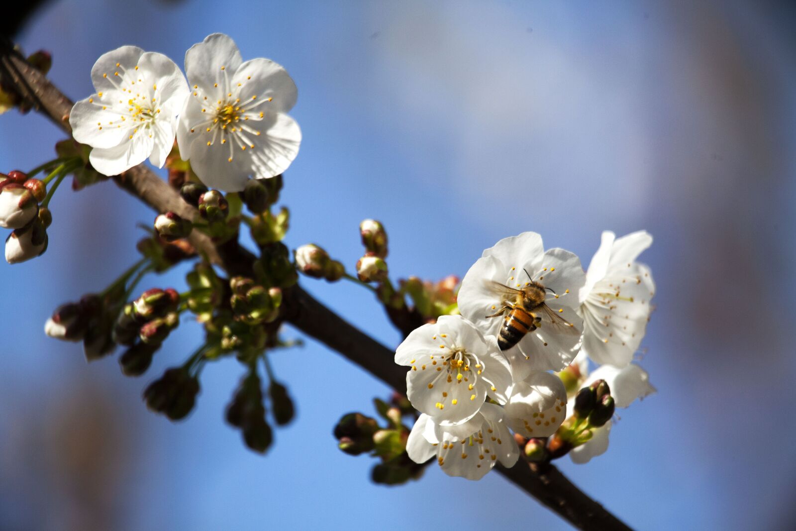 Canon EOS 5D Mark II sample photo. Flower, bee, insect photography