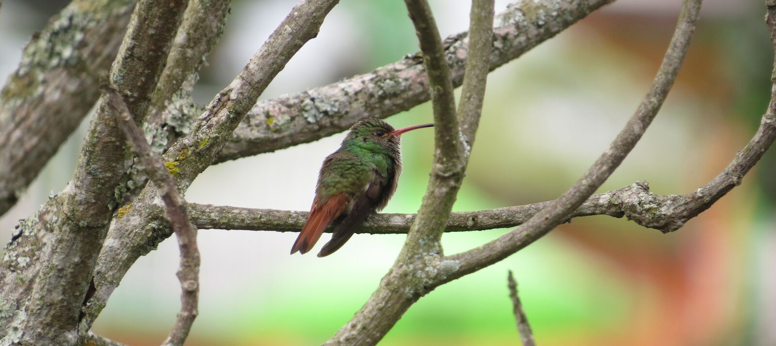 Canon PowerShot SX50 HS sample photo. Birds, tree, wild life photography