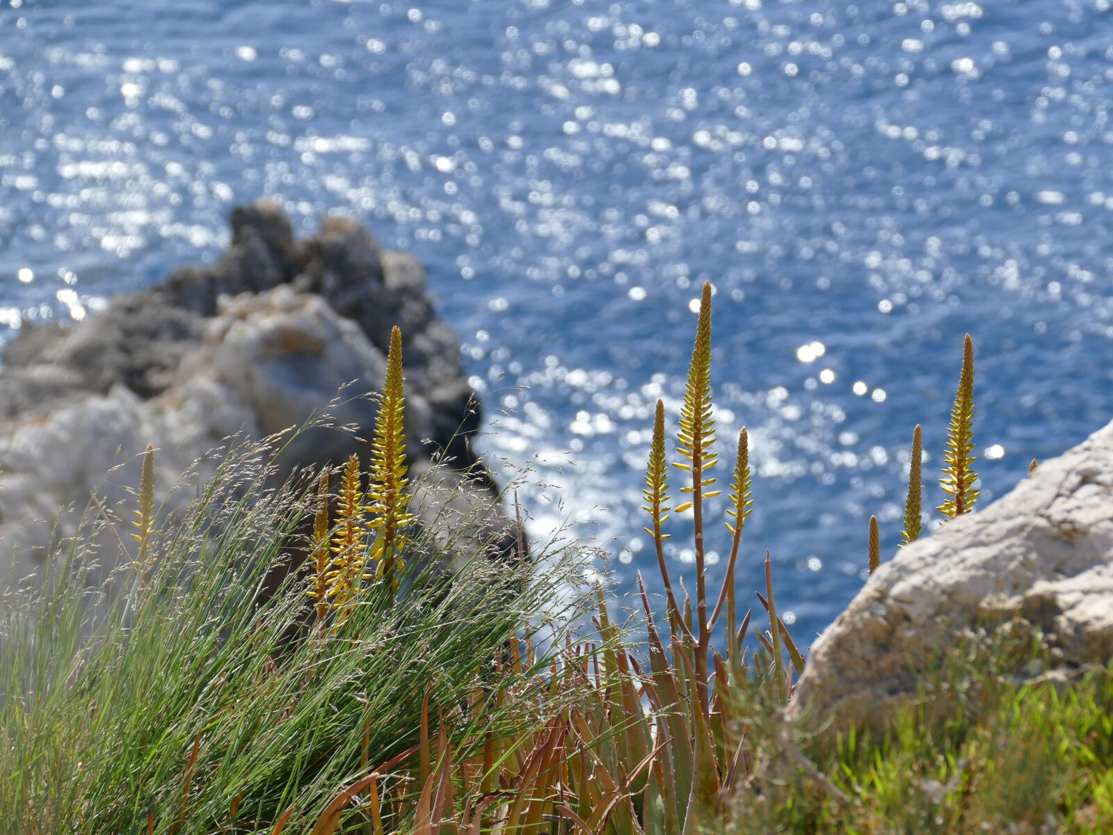 Panasonic Lumix DMC-FZ1000 sample photo. Rock, nature, mallorca photography