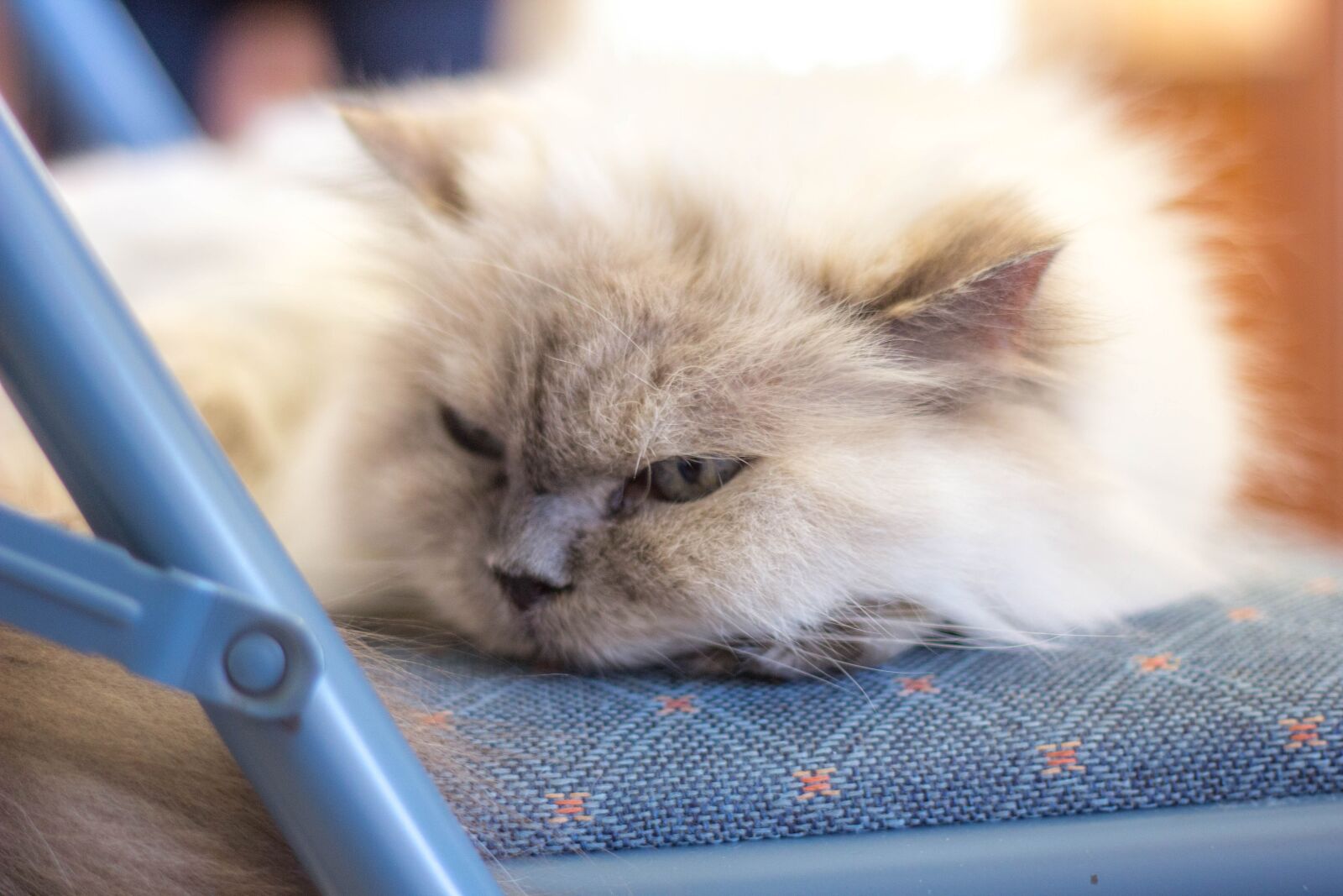 Canon EOS 60D + Canon EF 50mm F1.8 II sample photo. Cute, pet, little photography