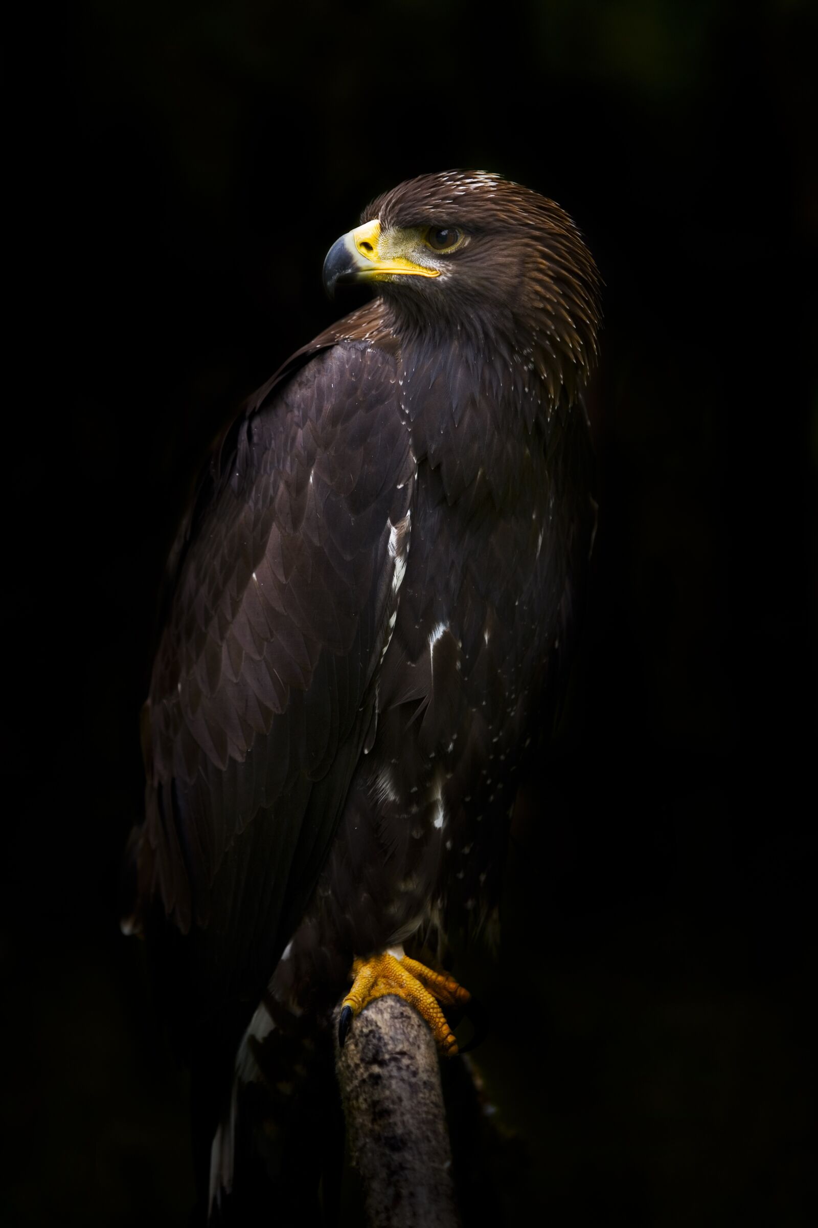 Canon EOS 5D sample photo. Eagle, golden eagle, golden photography