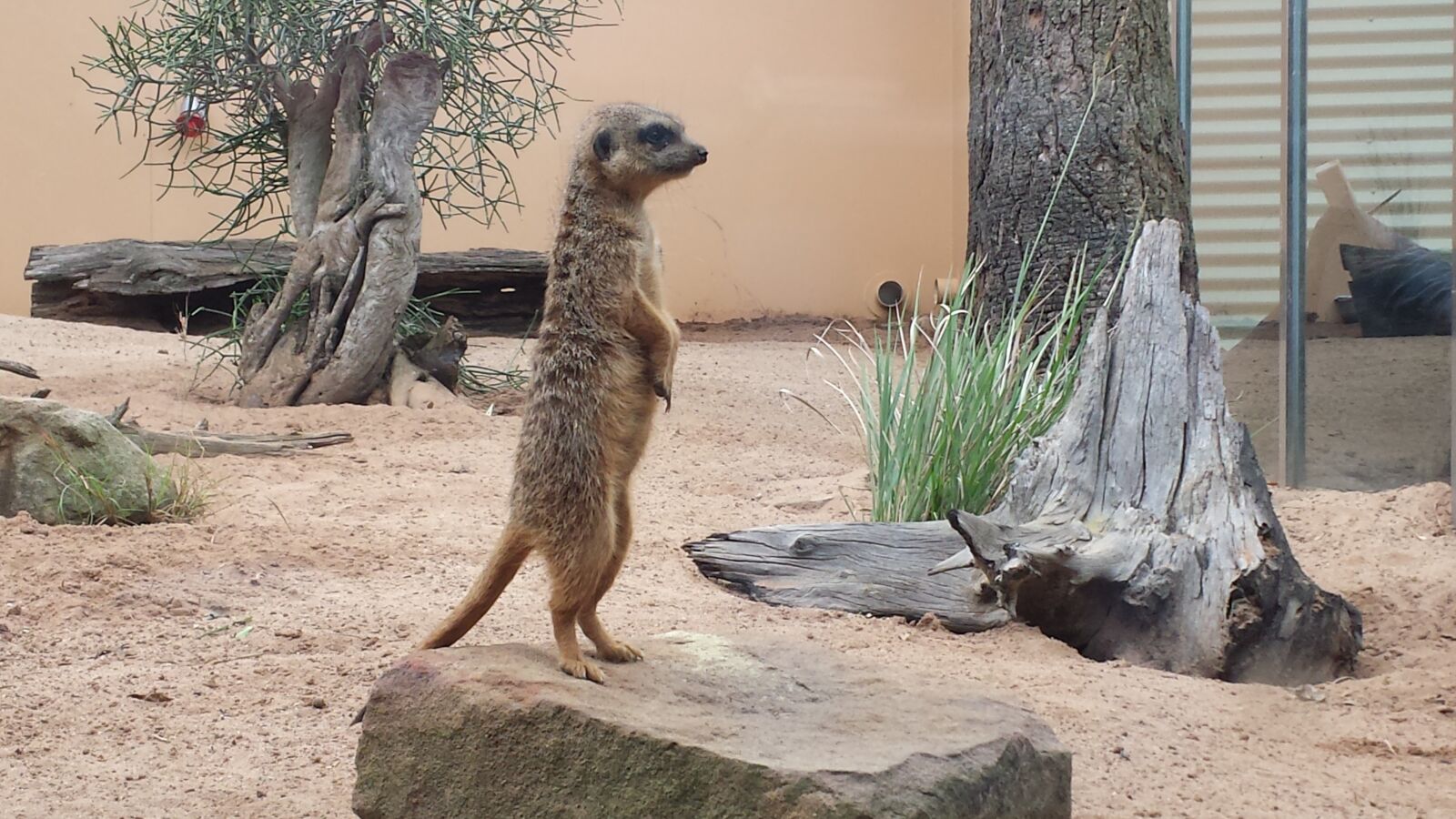 Samsung Galaxy S4 sample photo. Meerkat, zoo, animal photography
