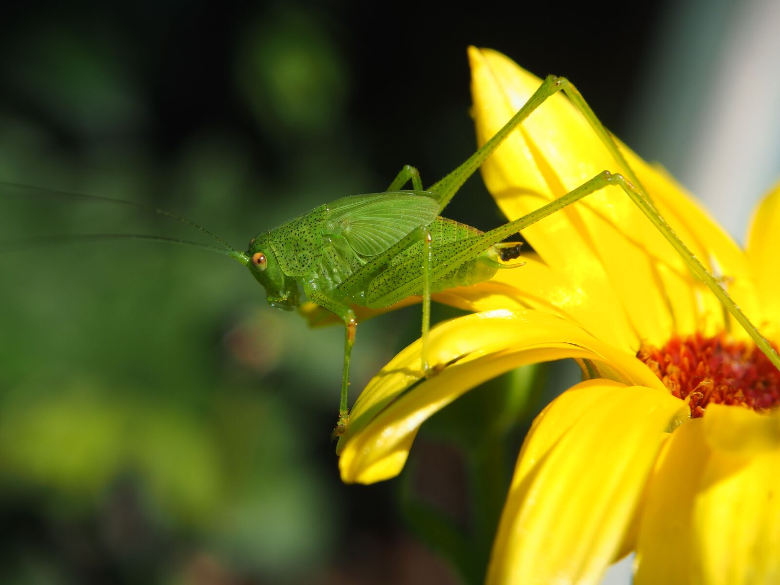 Olympus OM-D E-M10 sample photo. Grasshopper, blossom, bloom photography