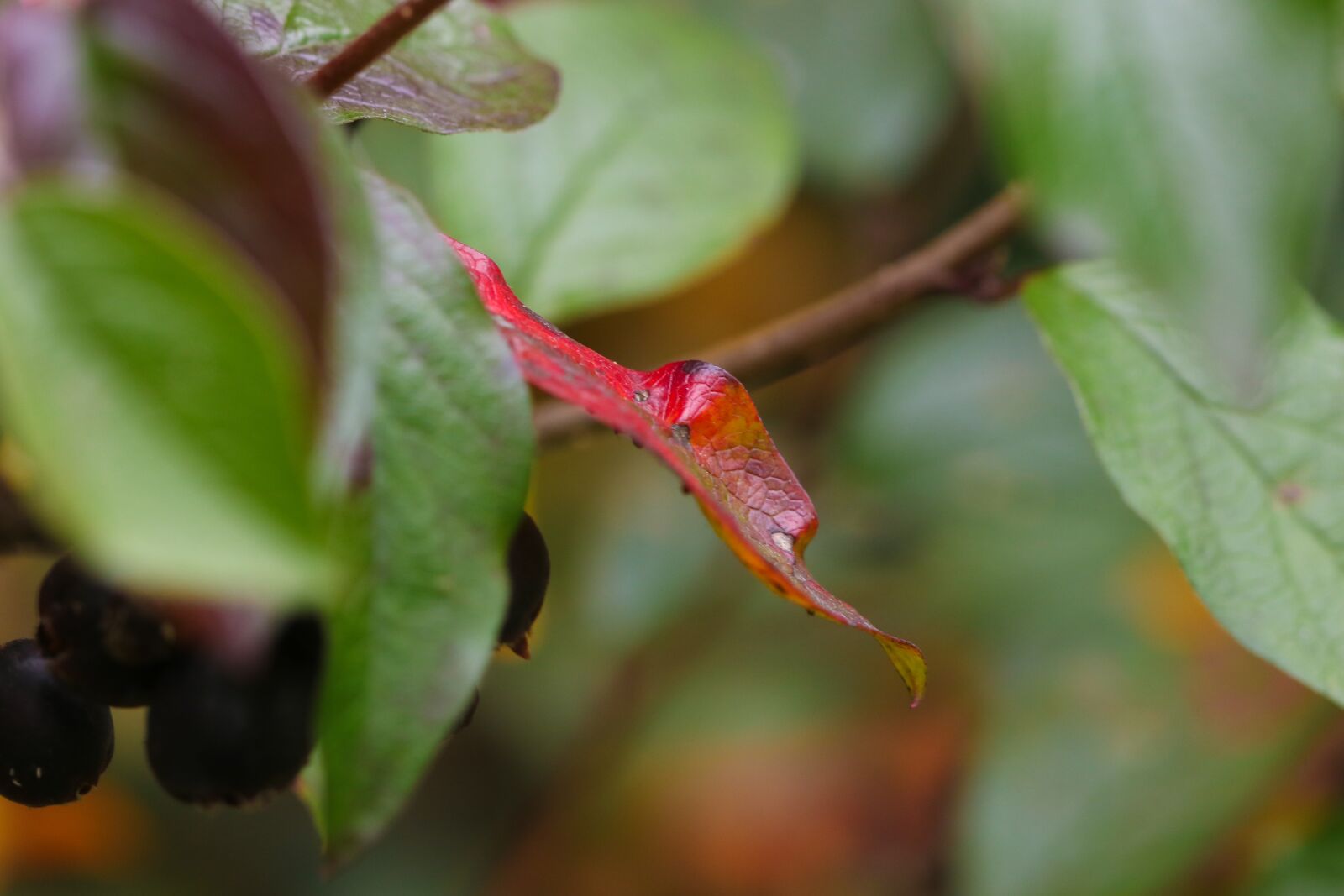 Canon EOS 7D Mark II sample photo. Berry, leaf, autumn photography
