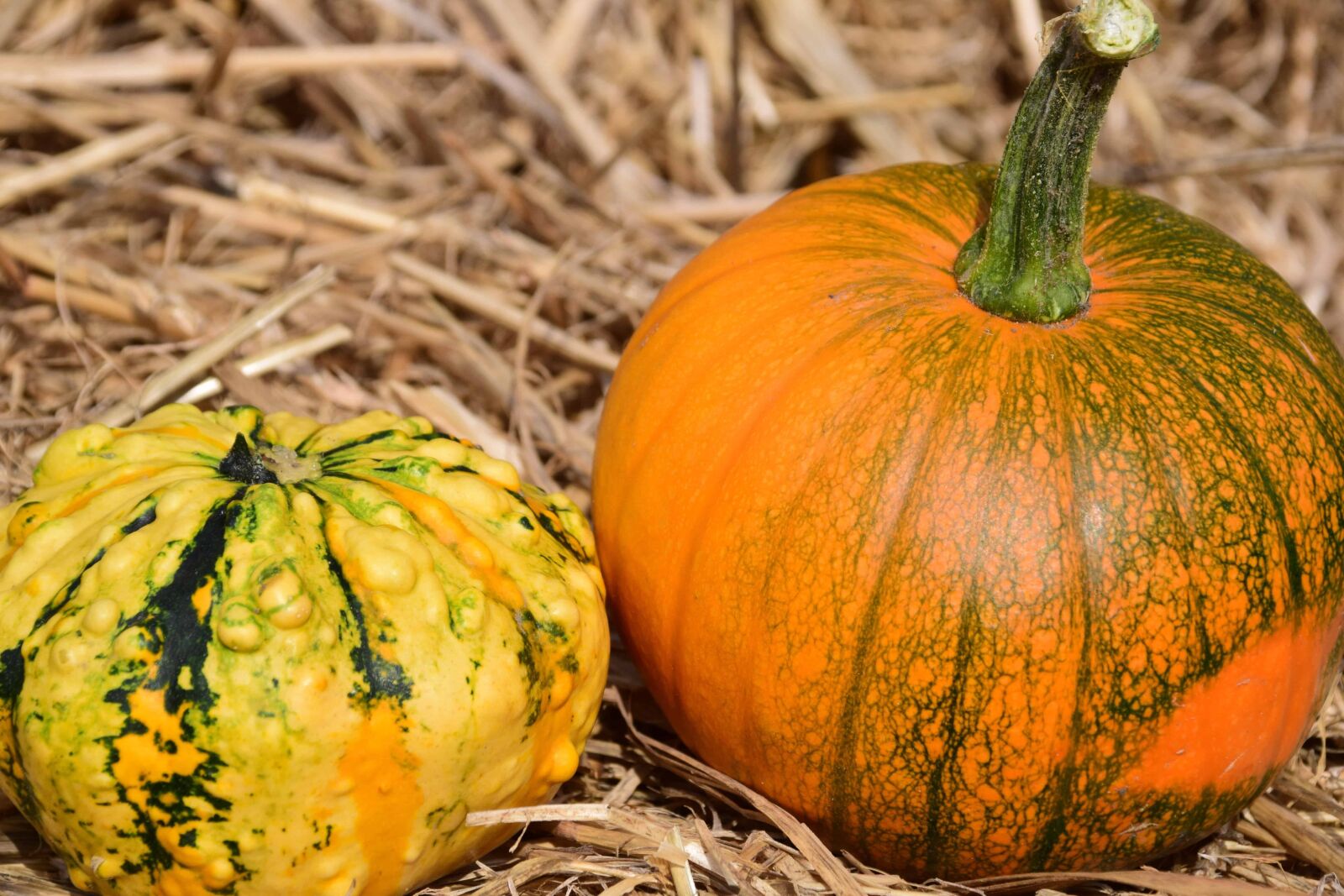 Nikon D3300 sample photo. Pumpkin, vegetable, autumn, food photography
