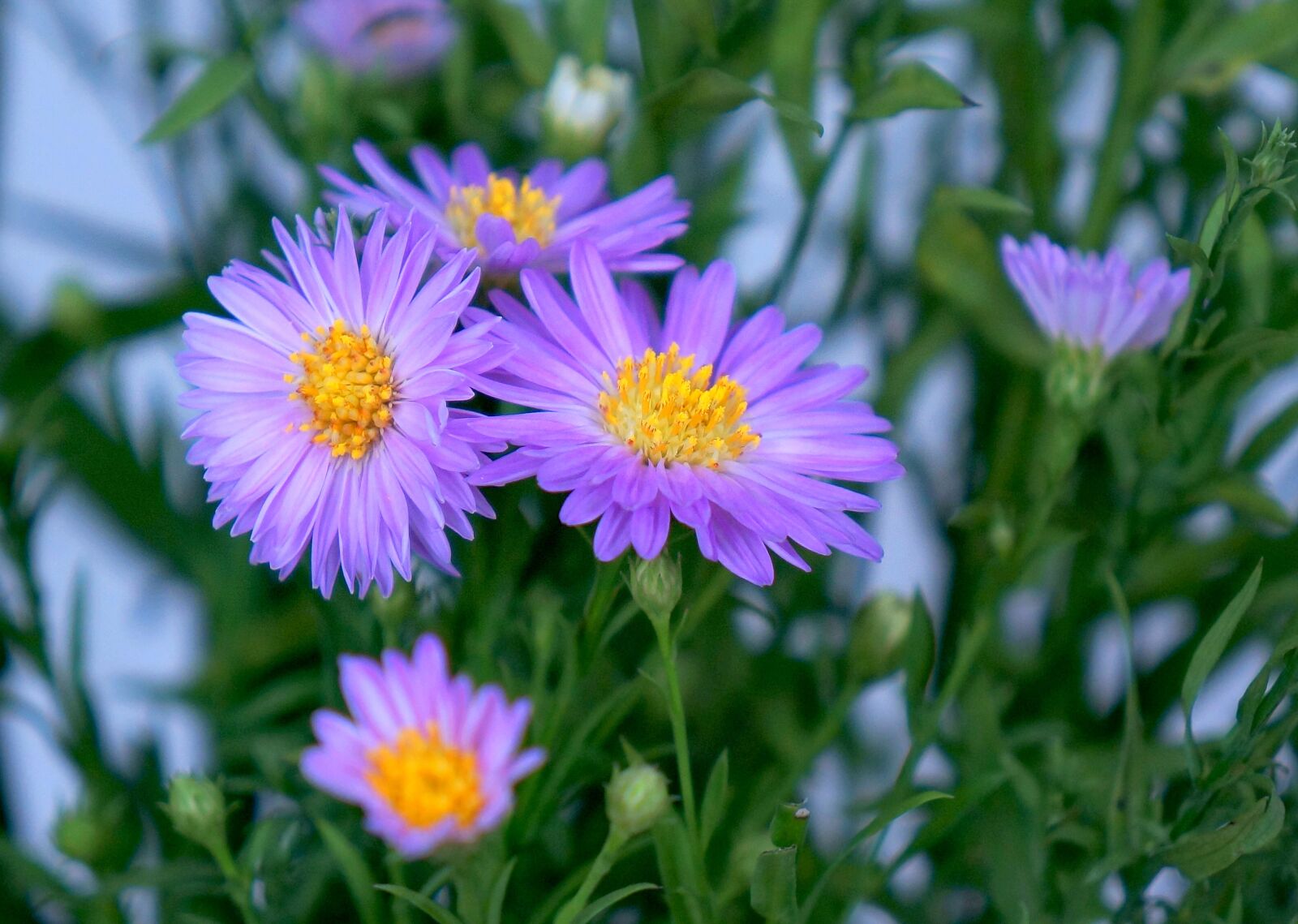Sony Alpha NEX-F3 + Sony E 18-55mm F3.5-5.6 OSS sample photo. Heather, purple flowers, flowering photography