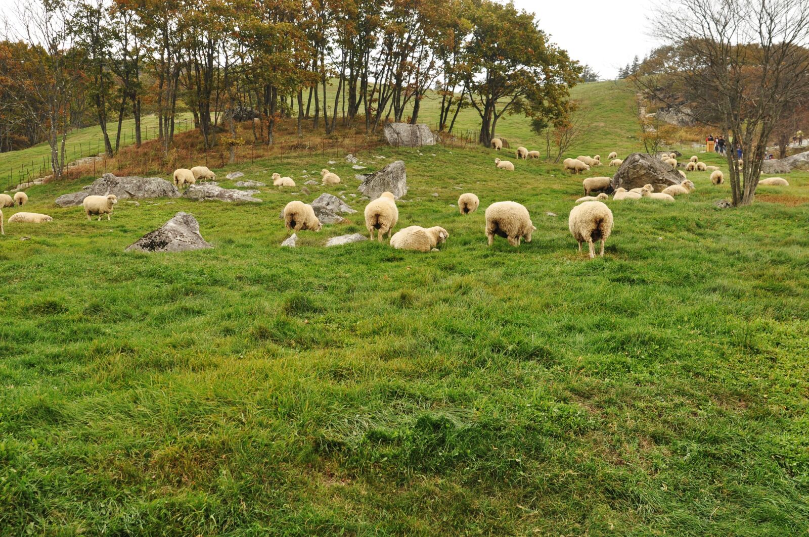 Nikon D90 sample photo. Sheep, lamb, farm photography