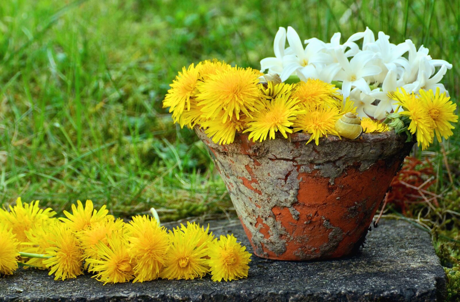 Nikon D5100 sample photo. Flowerpot, dandelion, flower, white photography