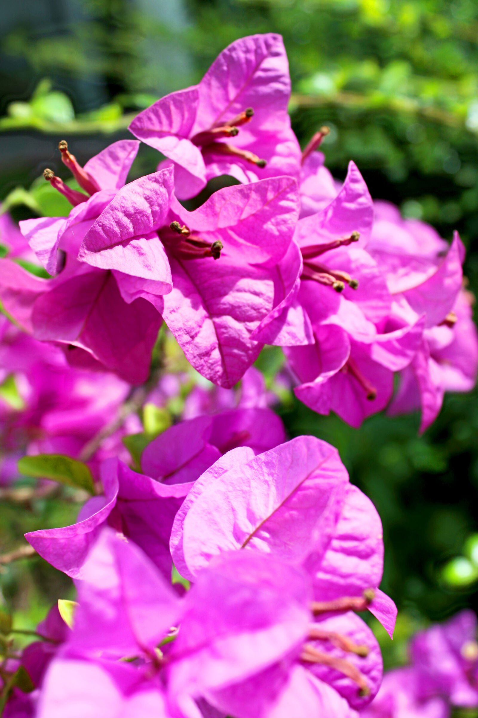 Canon EOS 650D (EOS Rebel T4i / EOS Kiss X6i) sample photo. Bloom, blooming, blossom, blur photography