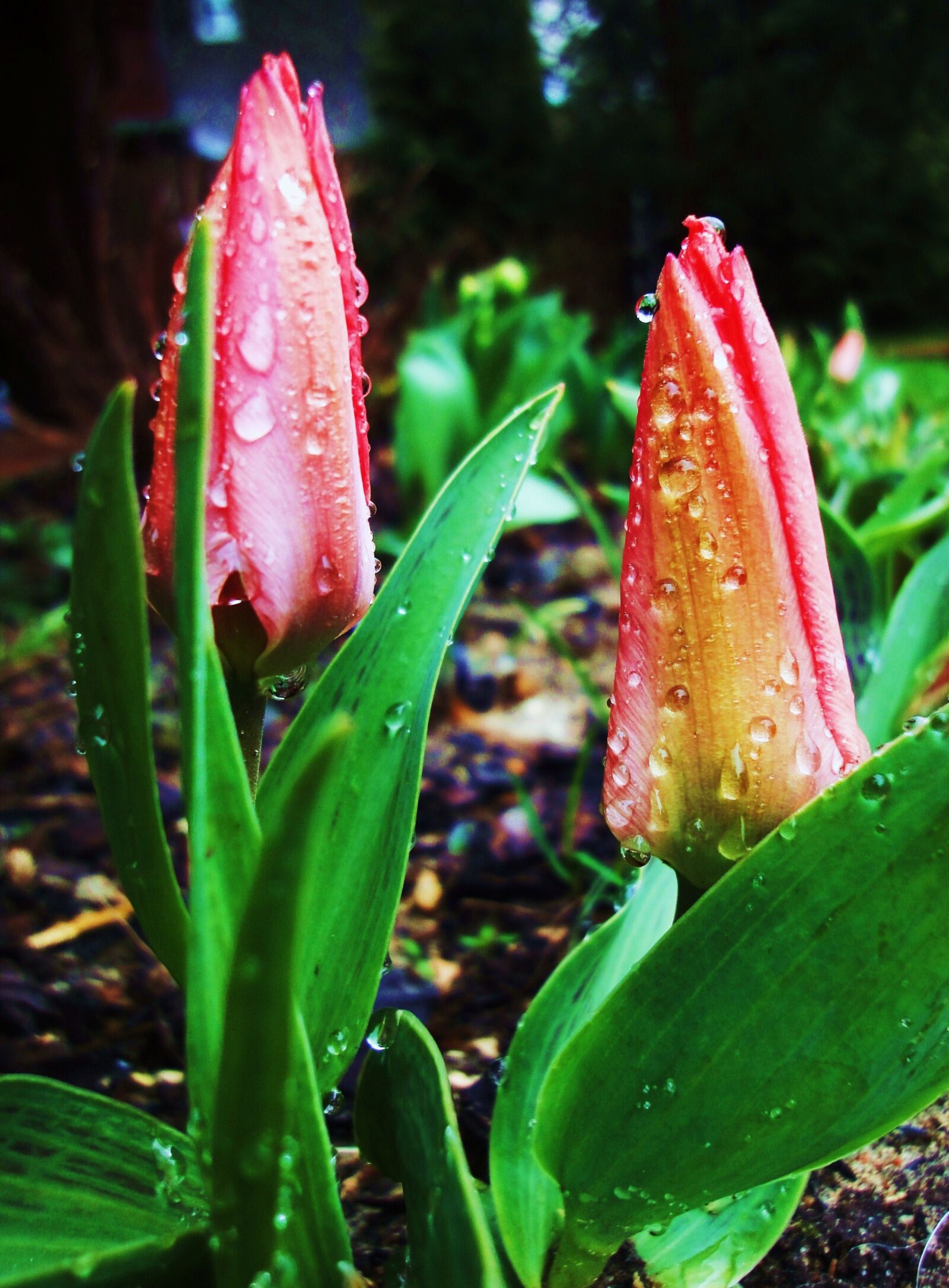 Sony Cyber-shot DSC-WX1 sample photo. Drops, garden, tulips photography