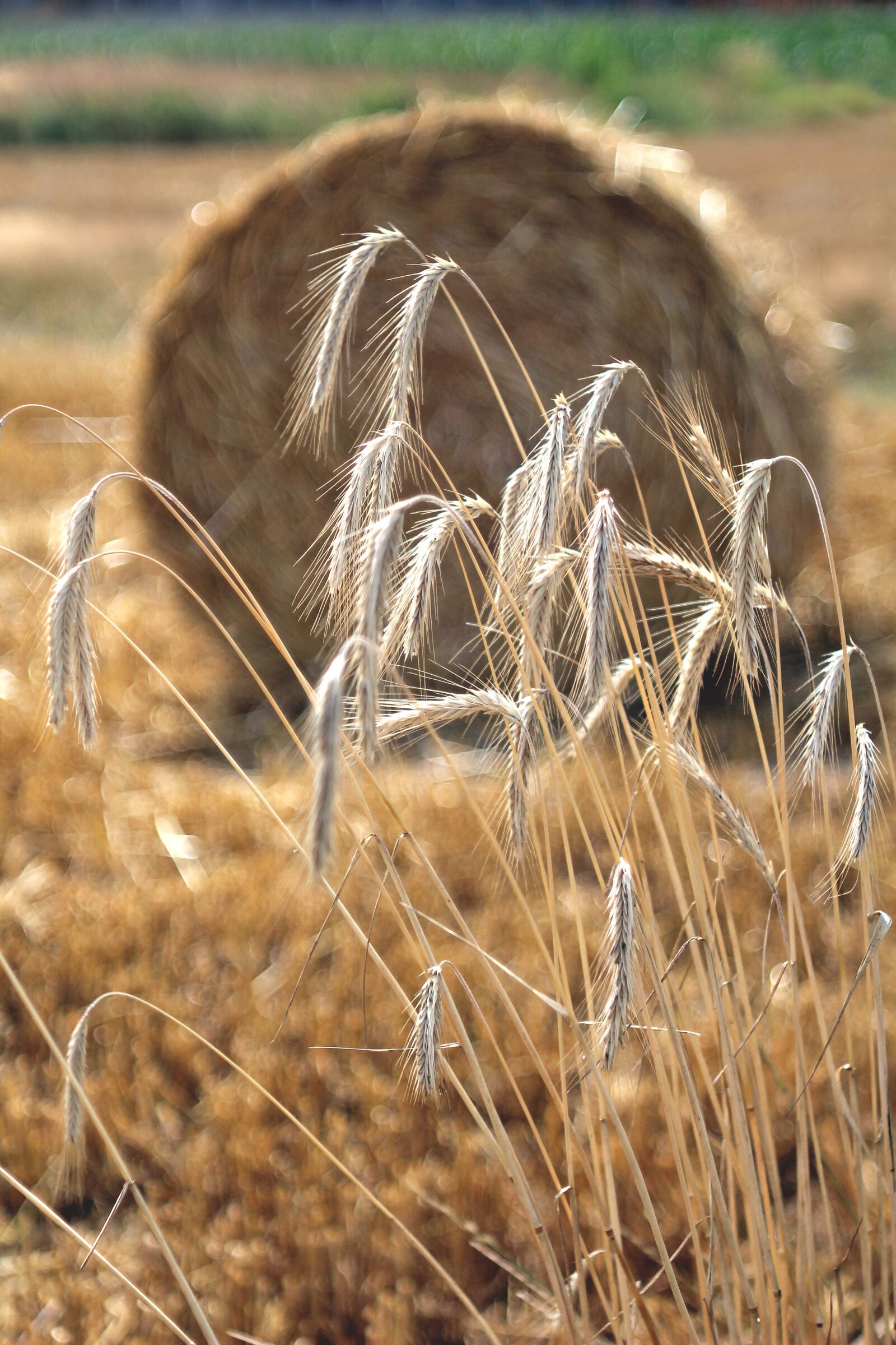 Canon EOS 1200D (EOS Rebel T5 / EOS Kiss X70 / EOS Hi) sample photo. Harvest, corn, collections photography
