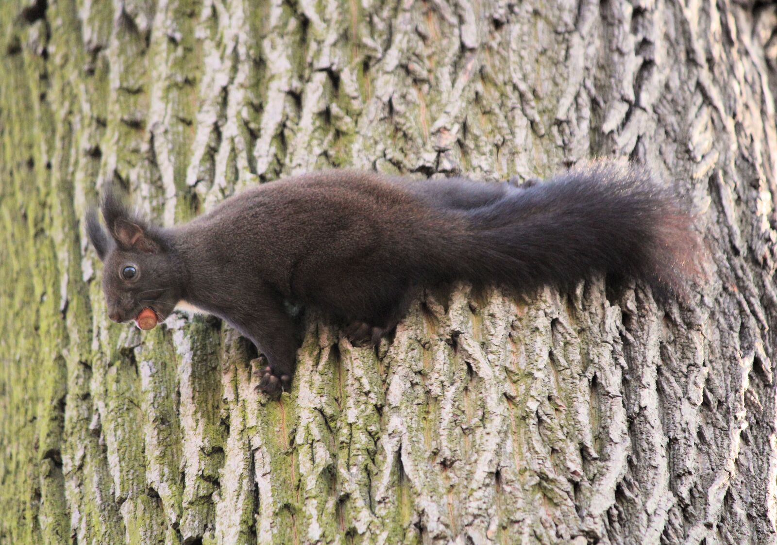Canon EOS 550D (EOS Rebel T2i / EOS Kiss X4) sample photo. The squirrel, rodent, tree photography