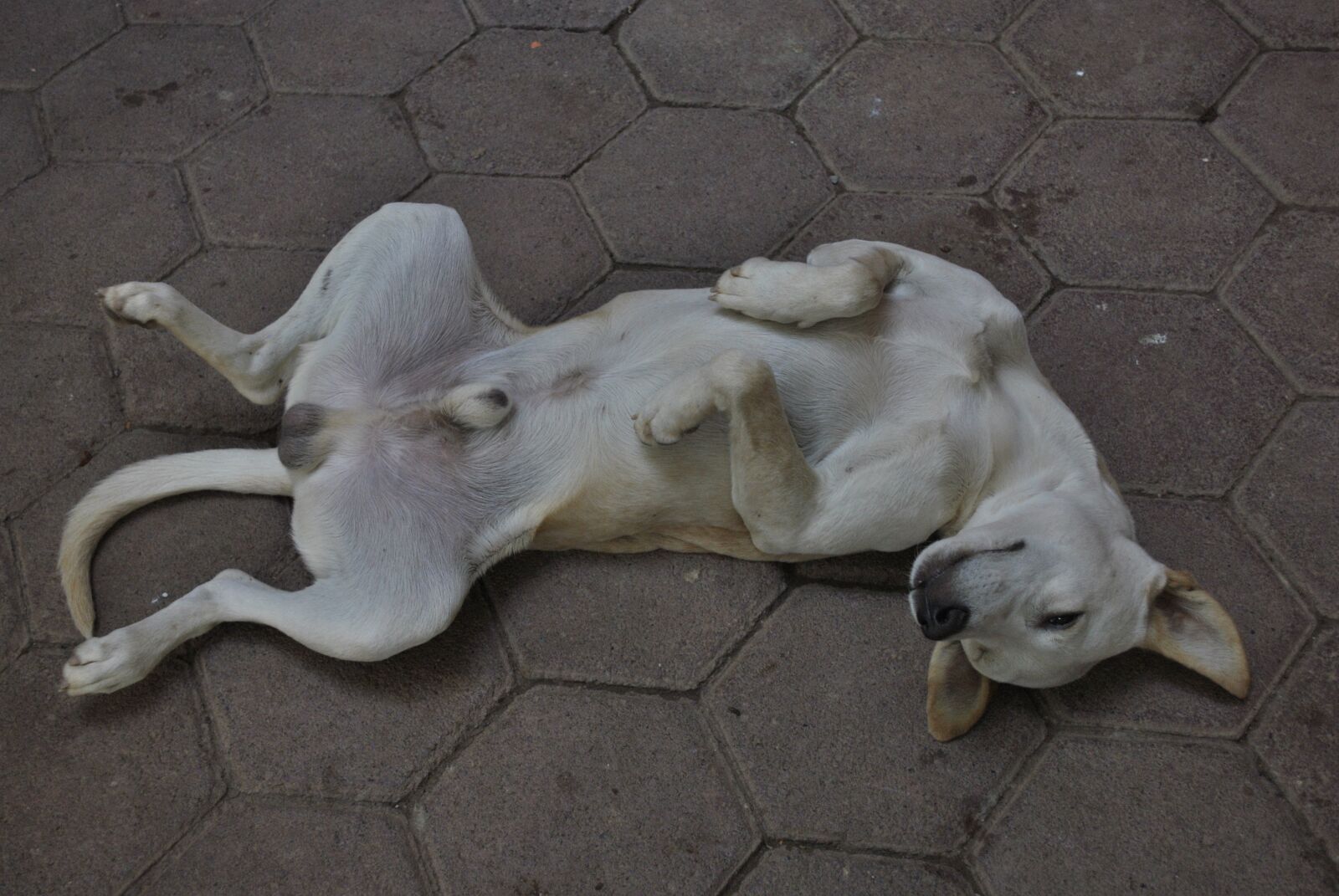 Nikon D3000 sample photo. Dog, animal, pet photography