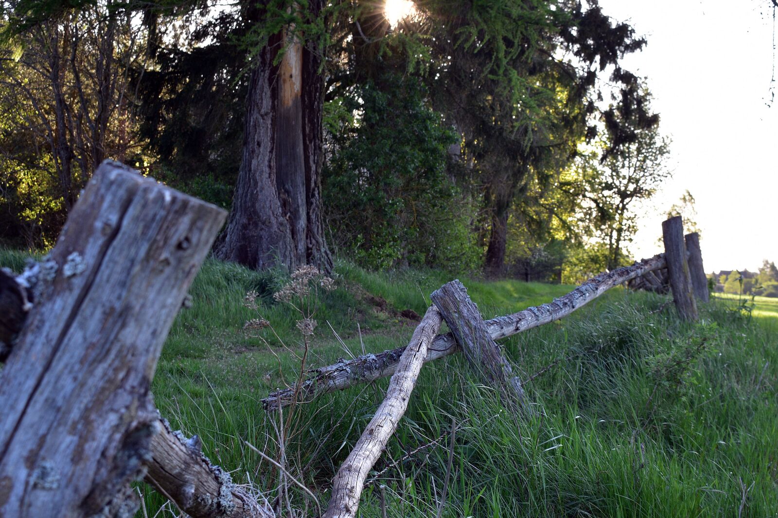 Nikon D3400 sample photo. Village, fencing, field photography