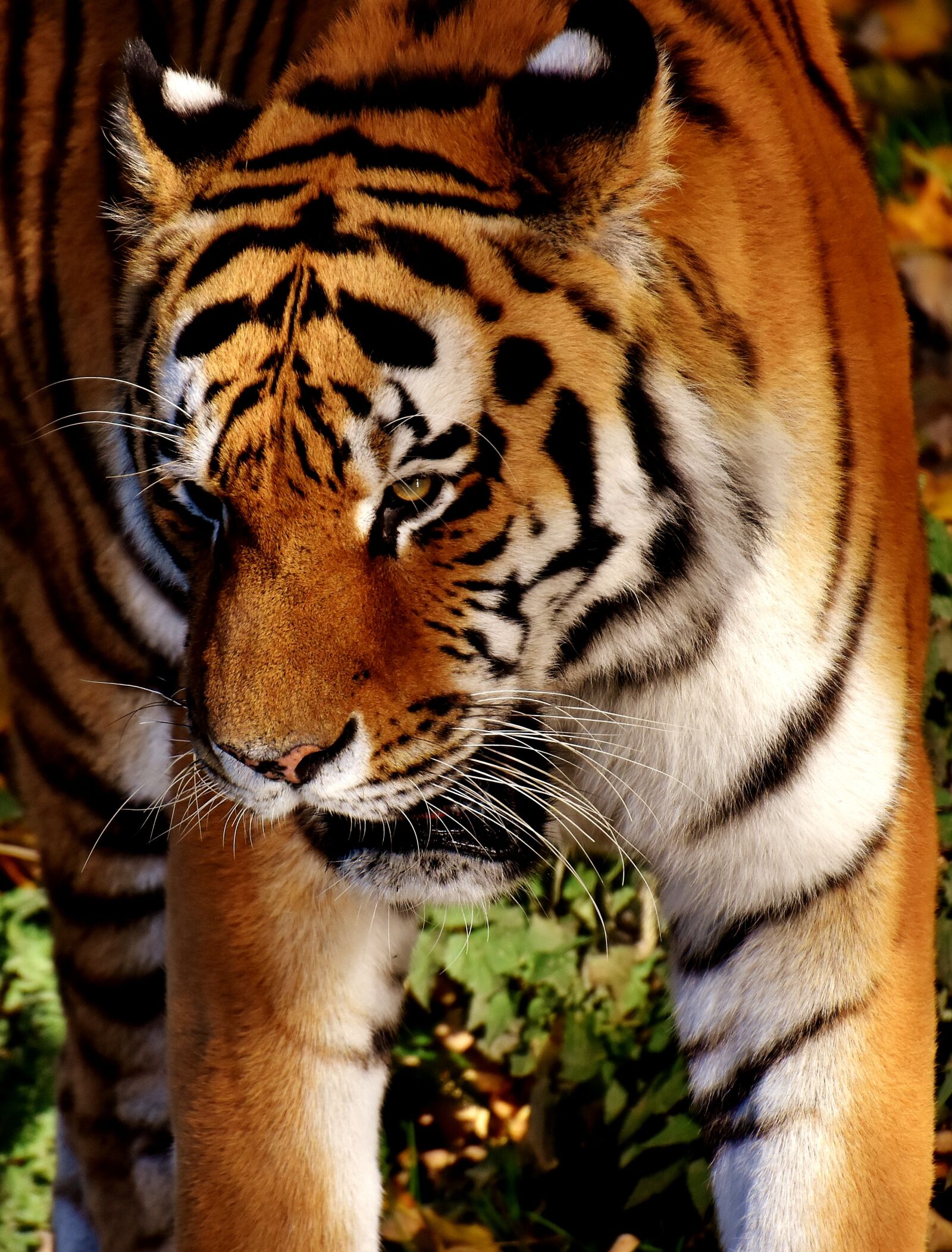 Nikon D7200 sample photo. Tiger, predator, fur photography