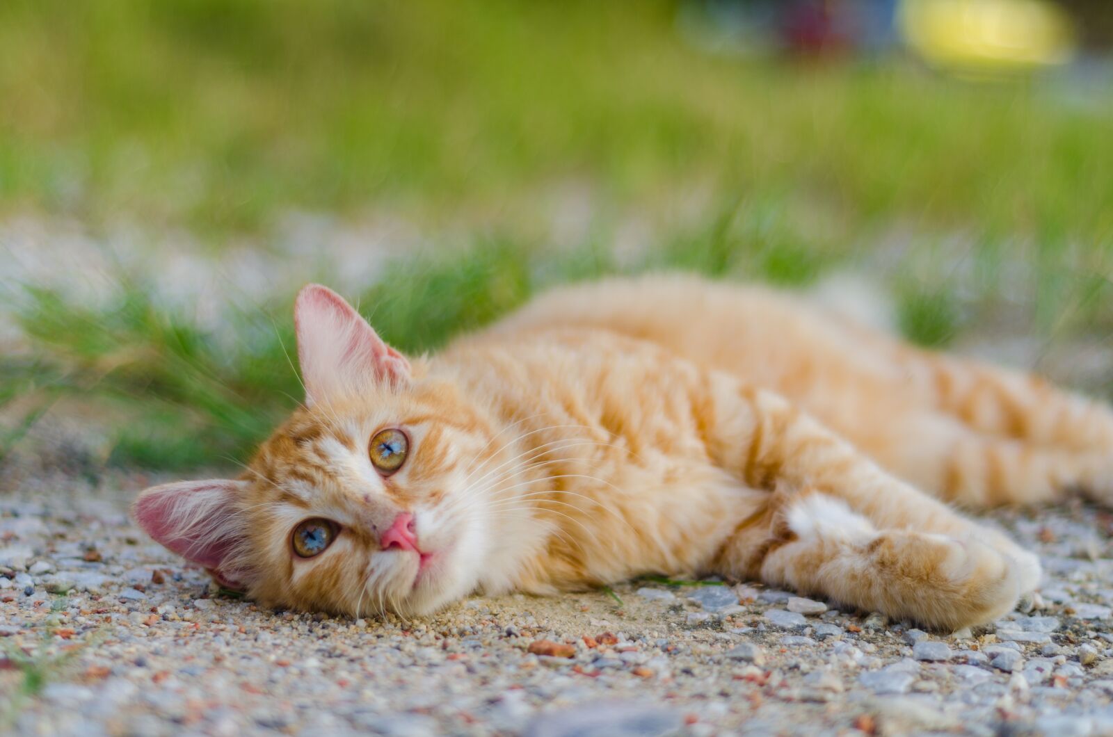 Nikon D5100 sample photo. Cat, animal, pet photography