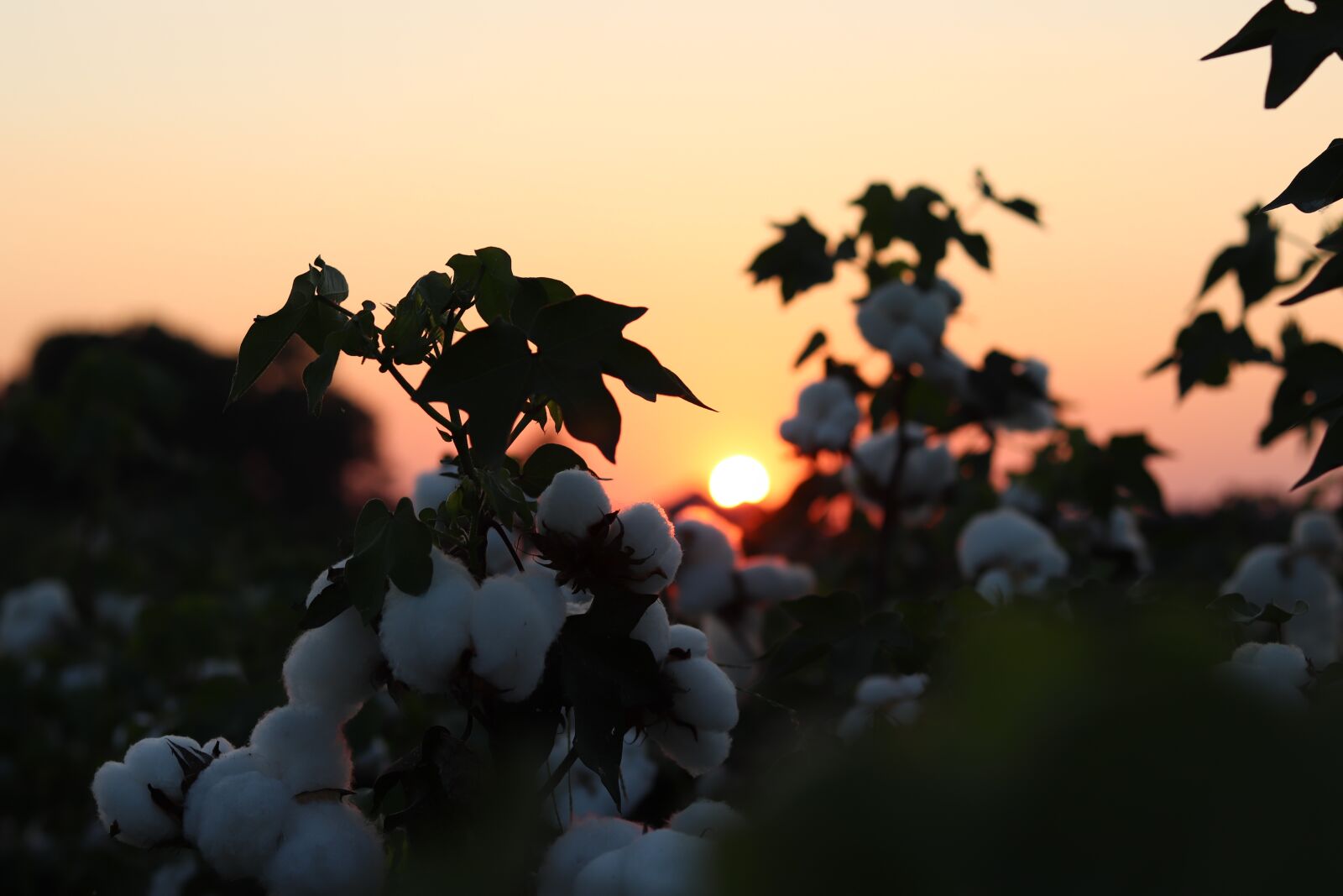 Canon EOS 800D (EOS Rebel T7i / EOS Kiss X9i) + Canon EF 50mm F1.8 STM sample photo. Sunset, cotton field, autumn photography