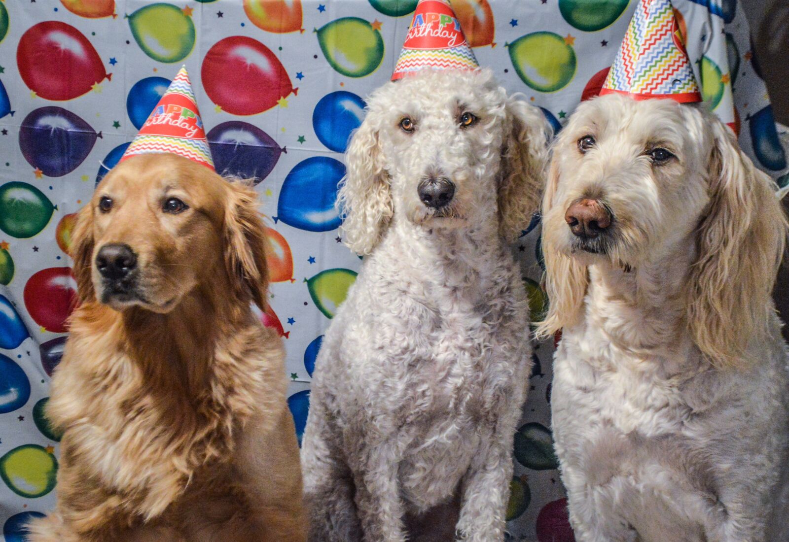 Nikon D3200 sample photo. Dogs, goldendoodle, labradoodle photography