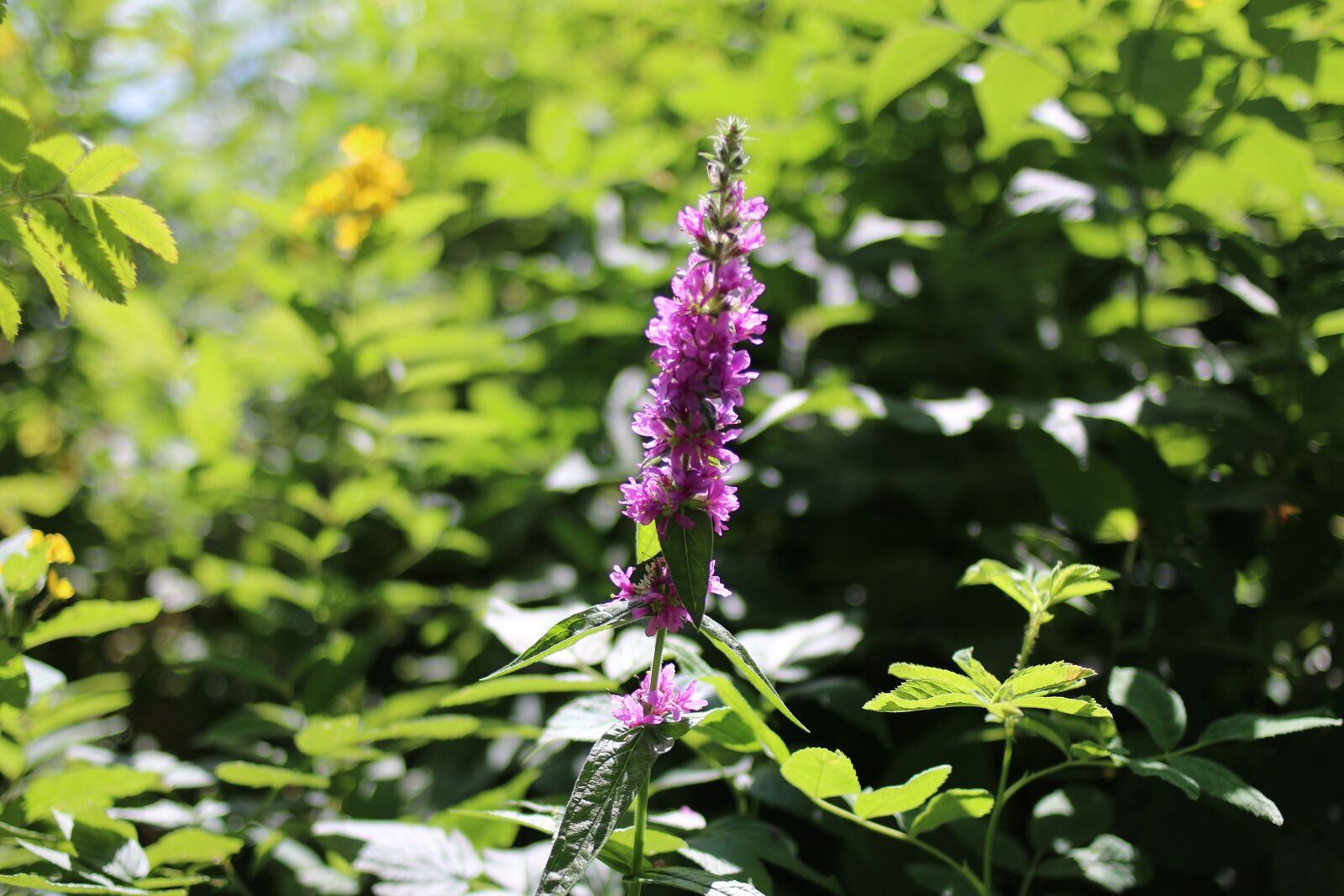 Canon EOS 70D + Canon EF 35mm F2 sample photo. Beach, lake, plant photography