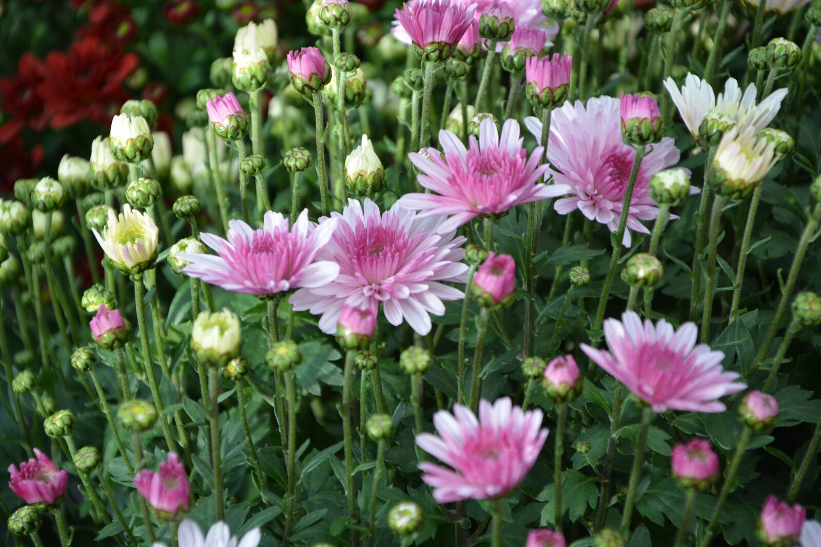 Nikon D5200 sample photo. Flowers, flower, nature photography