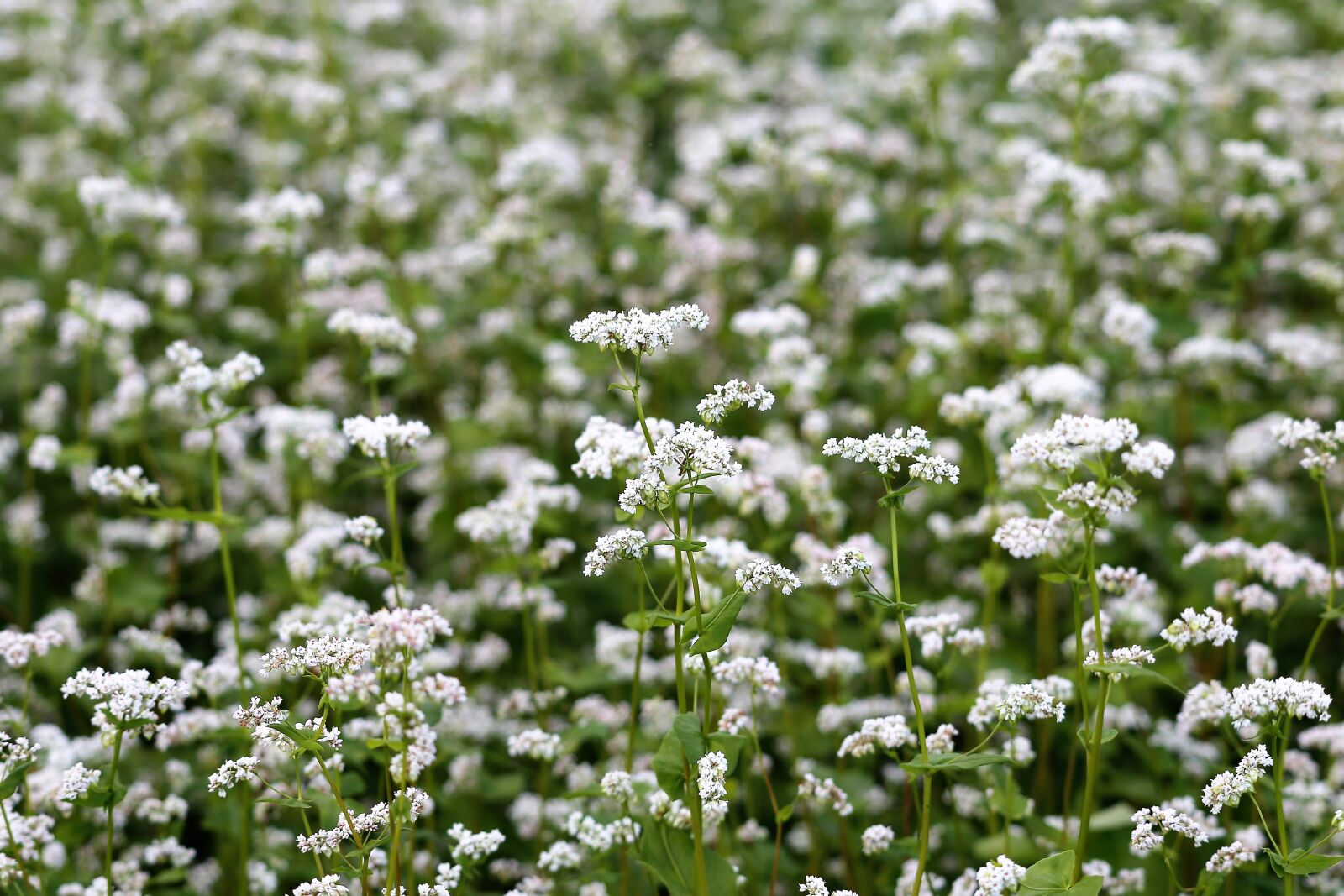 Canon EF 70-300 F4-5.6 IS II USM sample photo. Buckwheat, fagopyrum esculentum, white photography