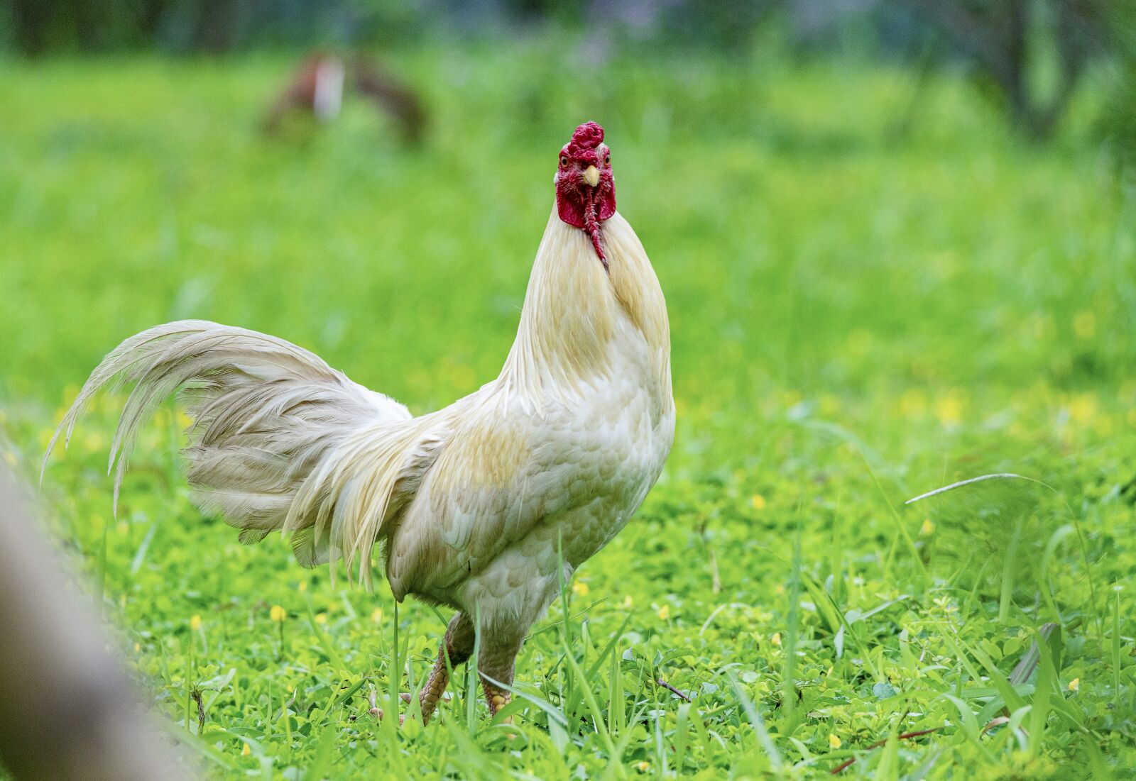 Nikon D810 sample photo. Chicken, rico, delicious photography