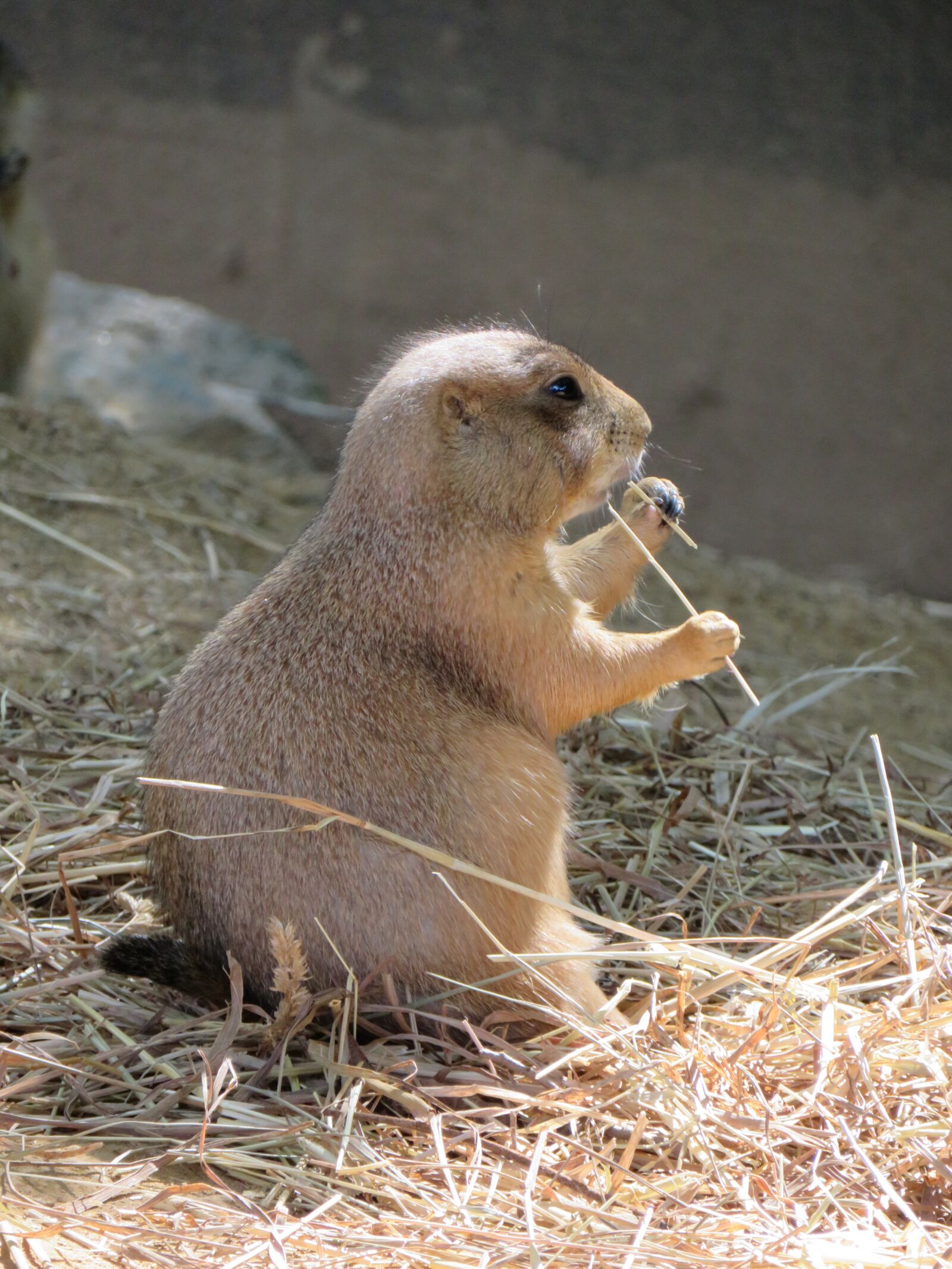 Canon PowerShot SX720 HS sample photo. Prairie dog, zoo, mammal photography
