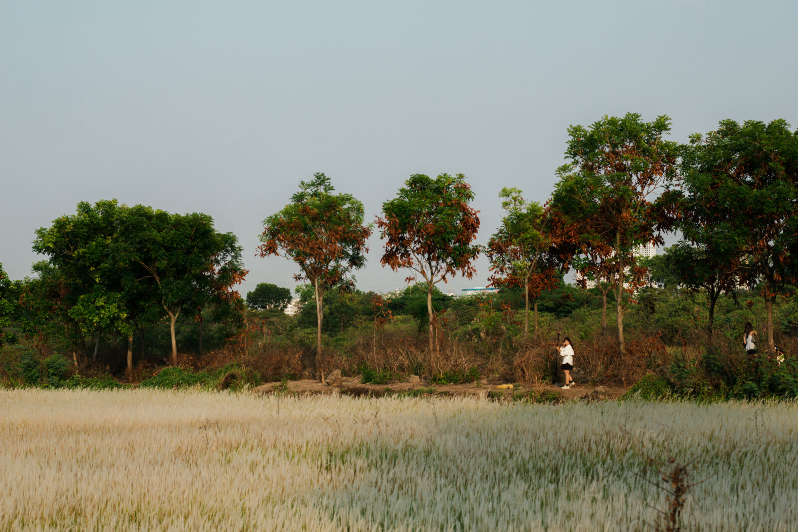 Canon EOS 550D (EOS Rebel T2i / EOS Kiss X4) sample photo. Grassland at hcm city photography
