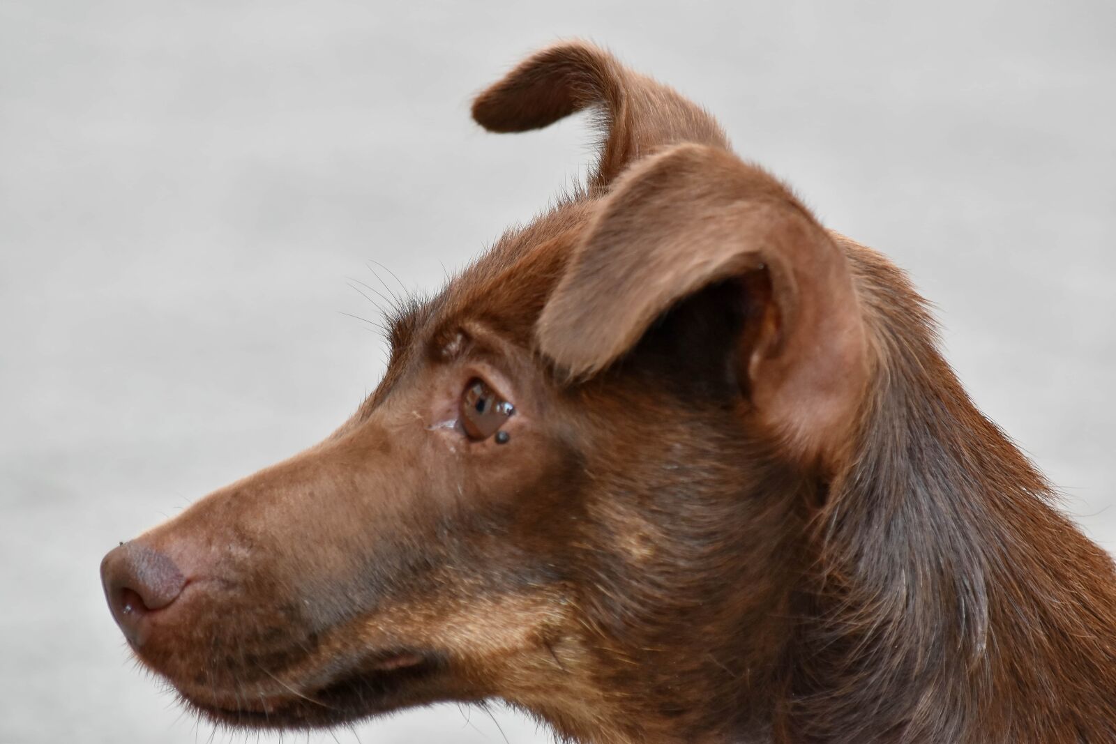 Nikon D5500 sample photo. Hunting dog, canine, cute photography