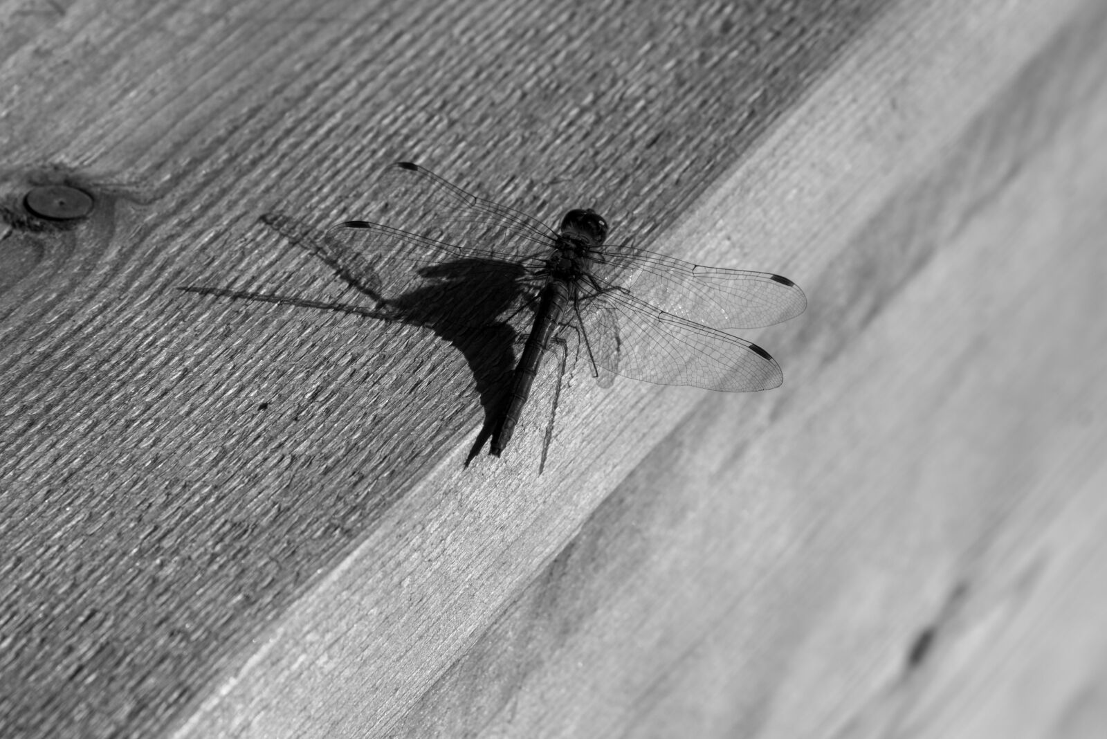 Nikon D750 sample photo. Mosquito, black white, shadow photography