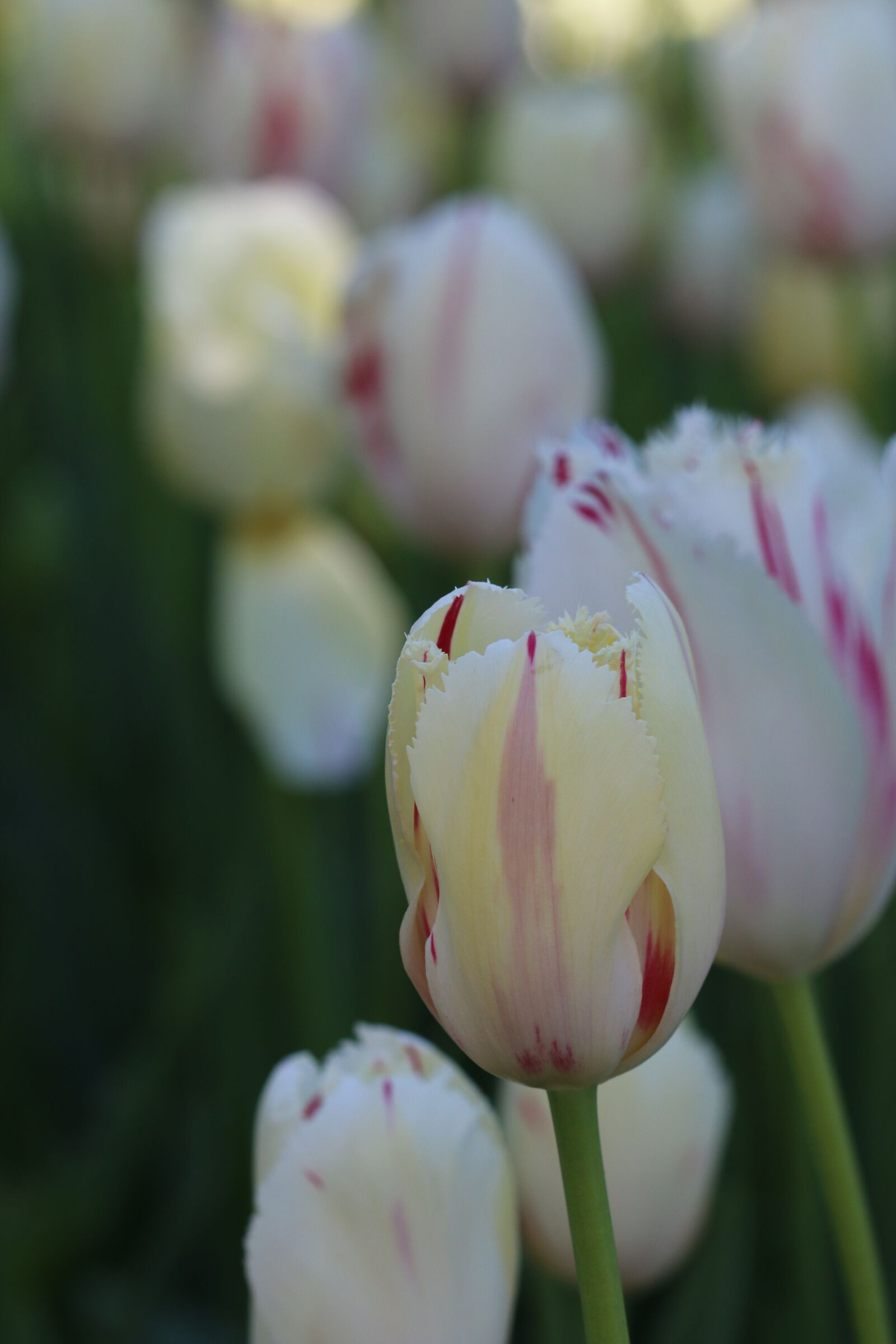 Canon EOS 70D + Canon EF 100mm F2.8 Macro USM sample photo. Tulips, white, pink photography