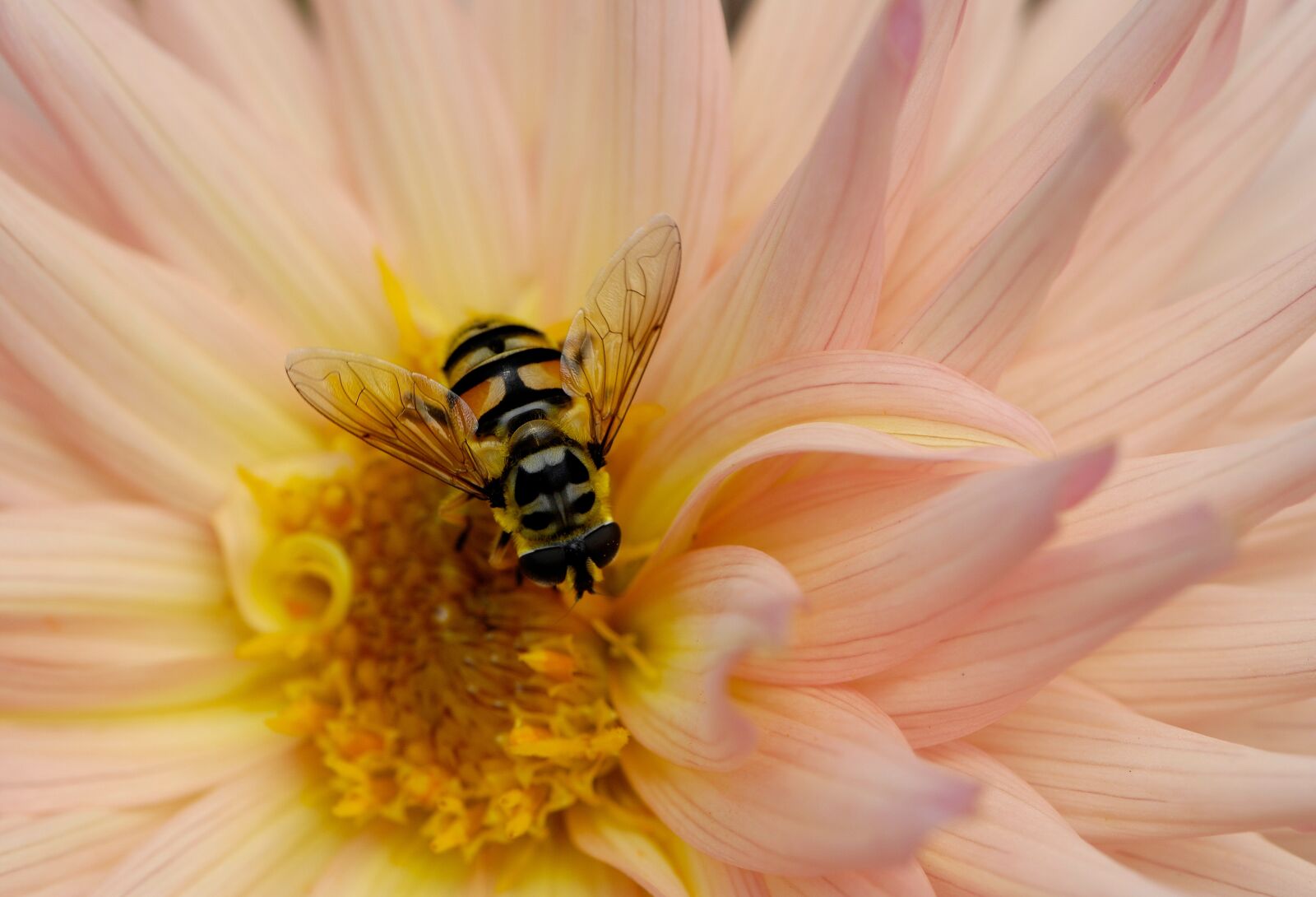 Nikon D2X sample photo. Nature, flower, pollen photography