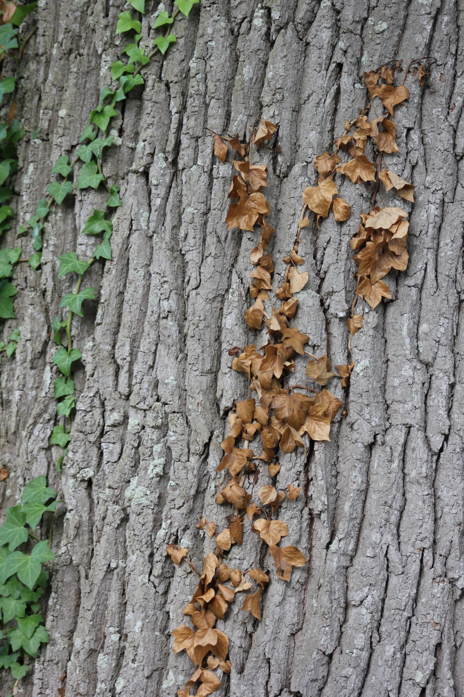Canon EOS 550D (EOS Rebel T2i / EOS Kiss X4) sample photo. Wood, leaf, fall photography