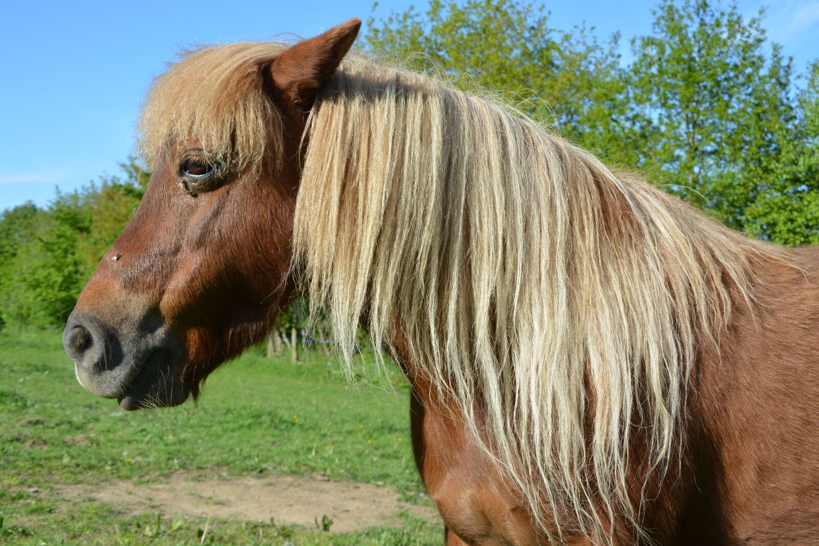 Nikon D5200 sample photo. Pony, shetland pony, small photography