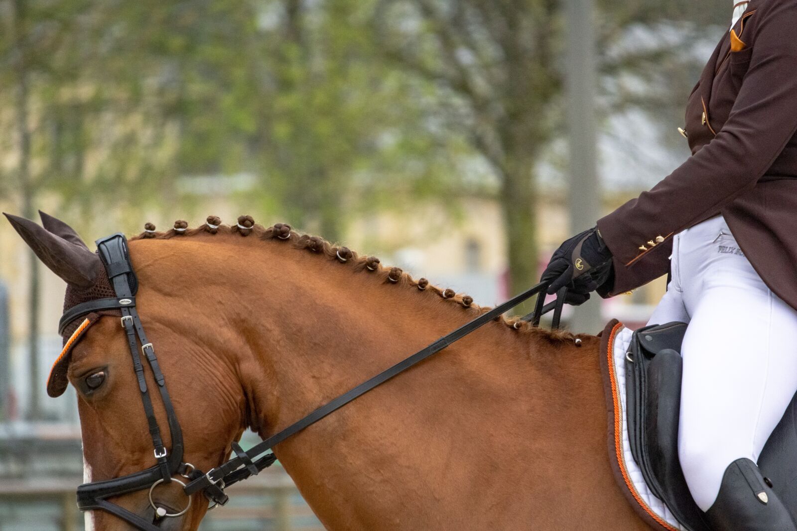 Canon EF-S 55-250mm F4-5.6 IS STM sample photo. Horses, horse, nature photography