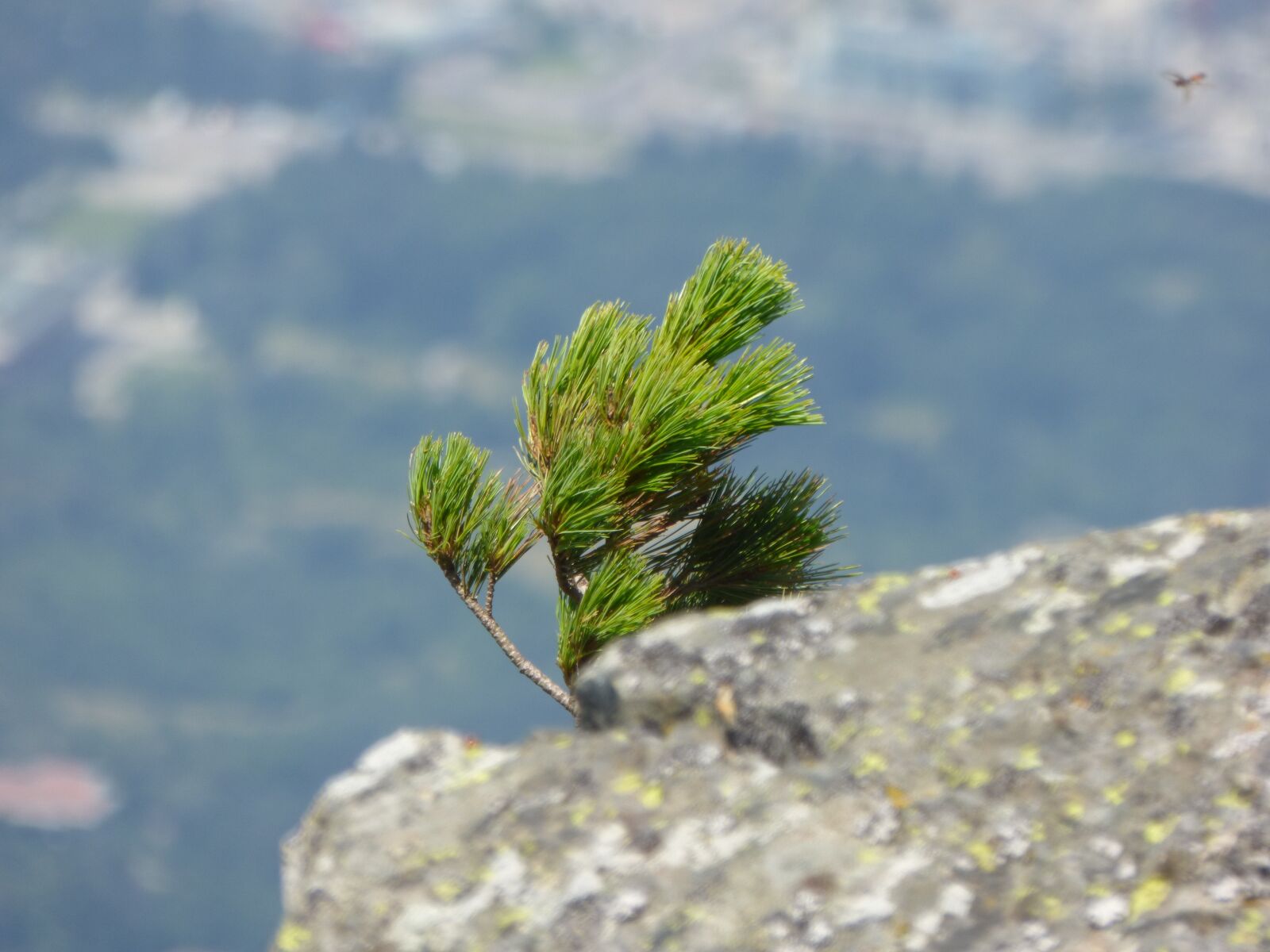Panasonic DMC-FZ72 sample photo. Pine, rock, the wind photography