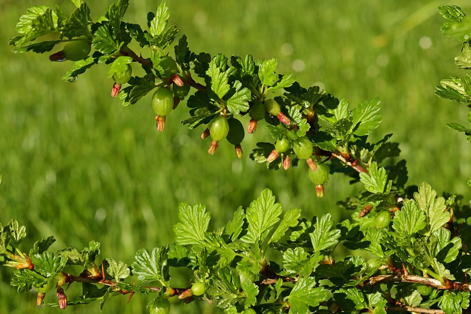 Nikon D5200 sample photo. Garden, gooseberry, fruit photography