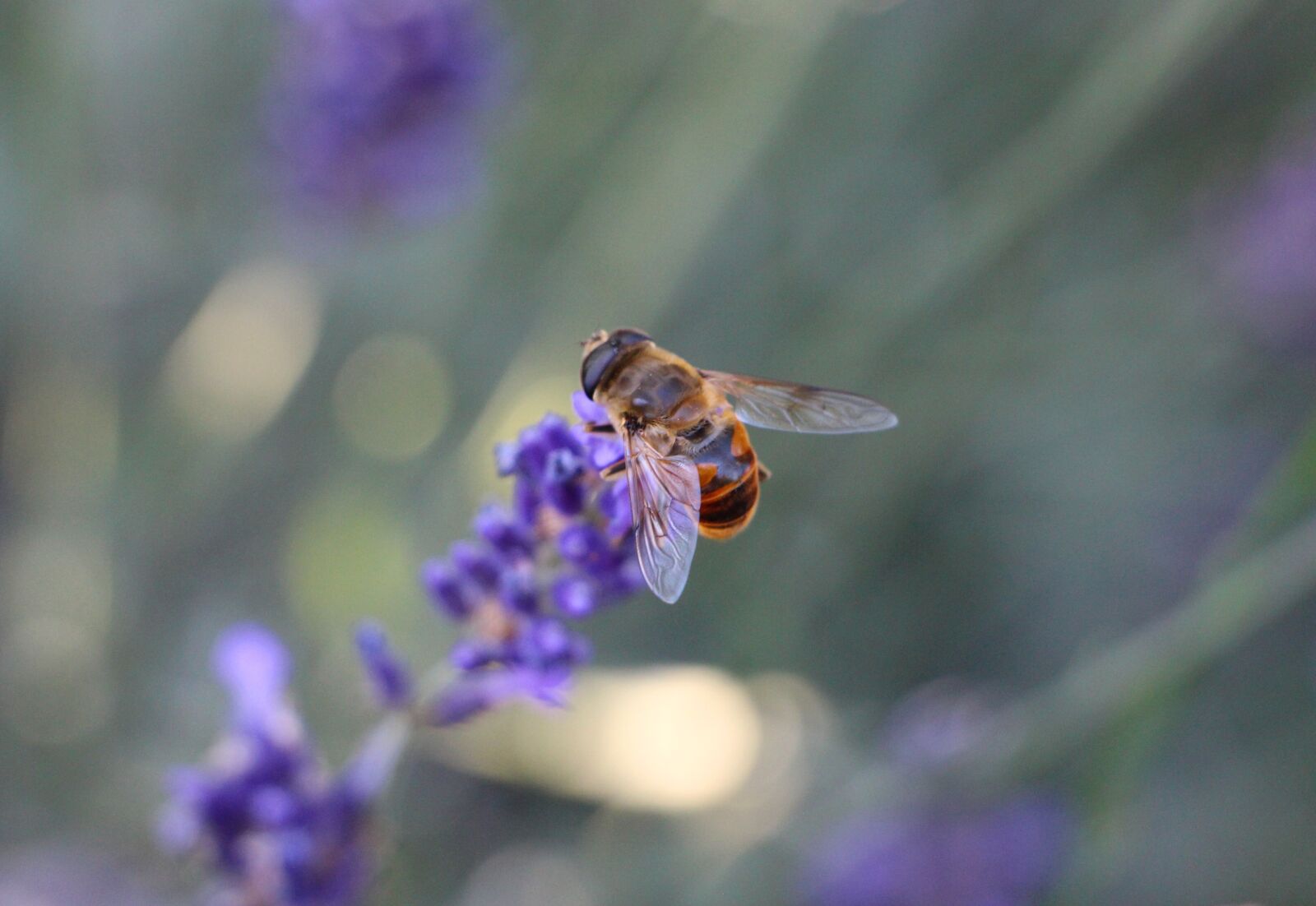 Canon EOS 650D (EOS Rebel T4i / EOS Kiss X6i) sample photo. Bee, nectar, lavender photography