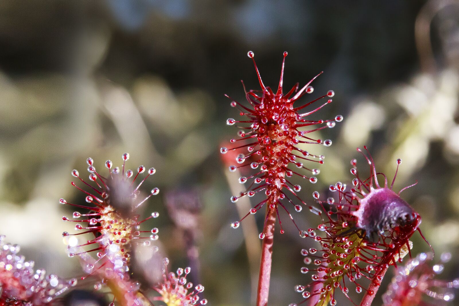Canon EOS 50D sample photo. Sundew, drosera intermedia, glandular photography