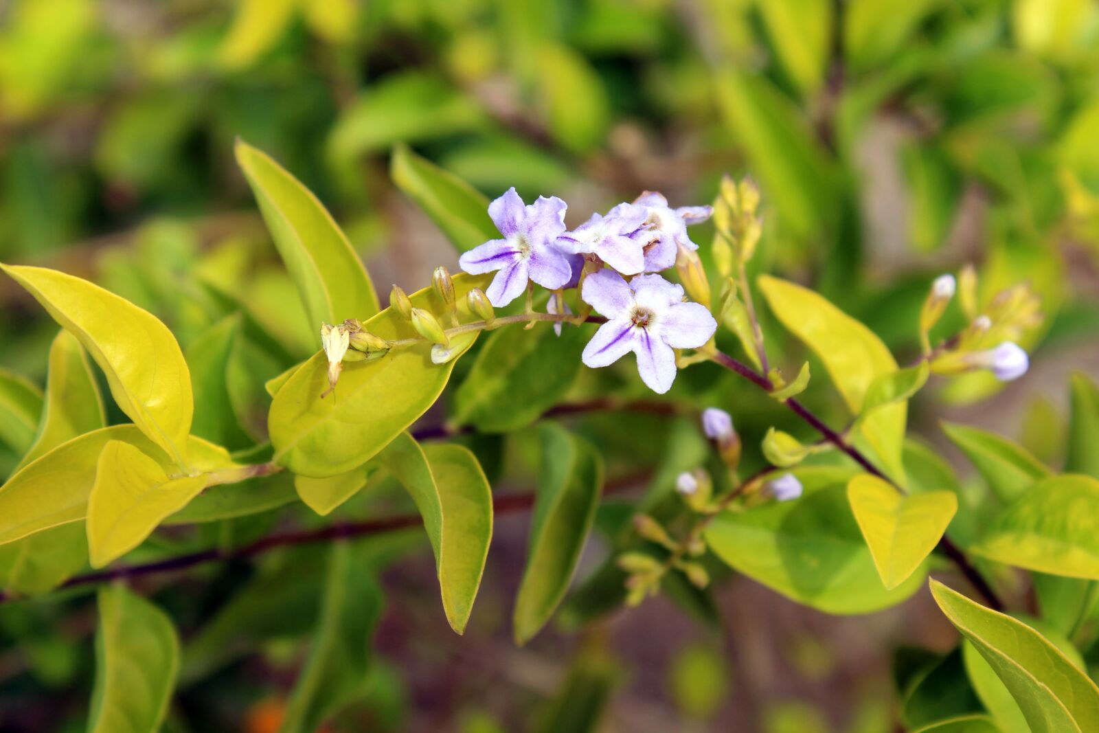 Canon EOS 700D (EOS Rebel T5i / EOS Kiss X7i) sample photo. Pink flowers, green leaves photography
