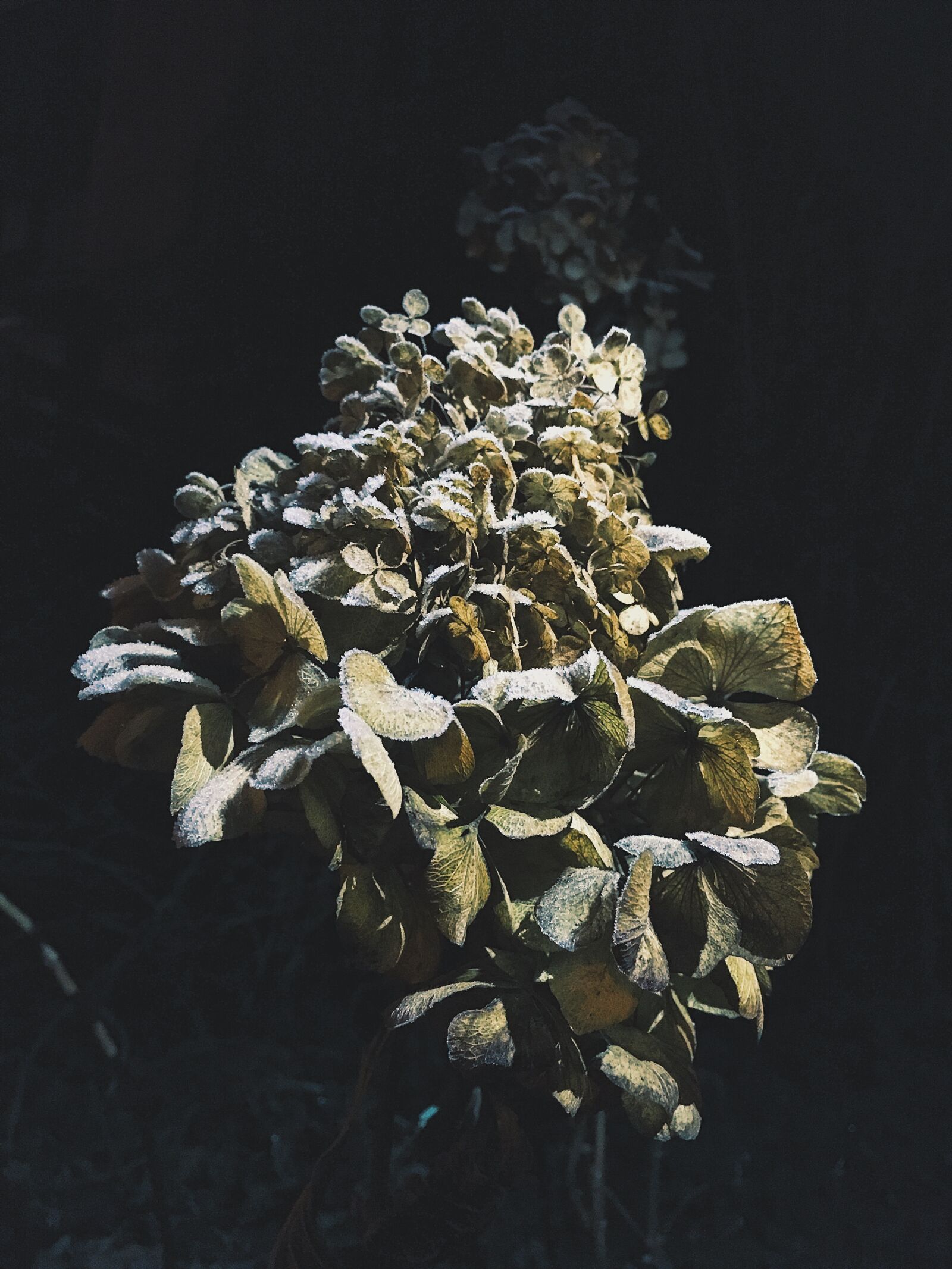 iPhone 6s back camera 4.15mm f/2.2 sample photo. Flower, iced, night photography