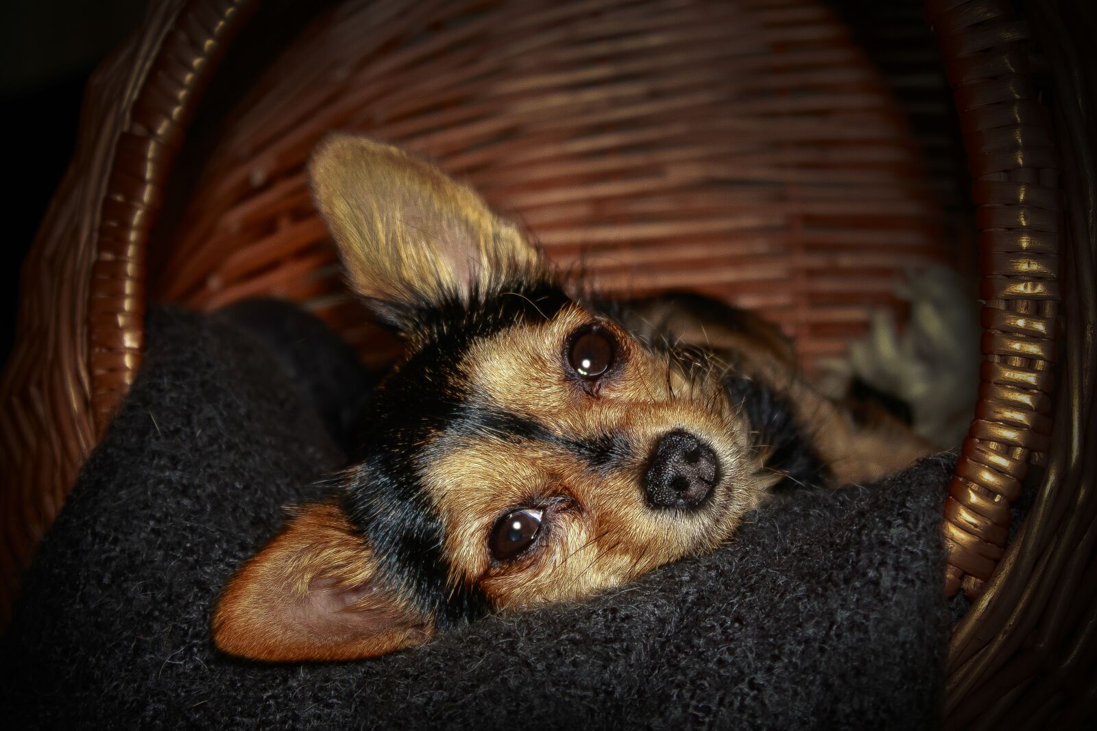 Canon EOS 1300D (EOS Rebel T6 / EOS Kiss X80) sample photo. Dog, cat basket, young photography