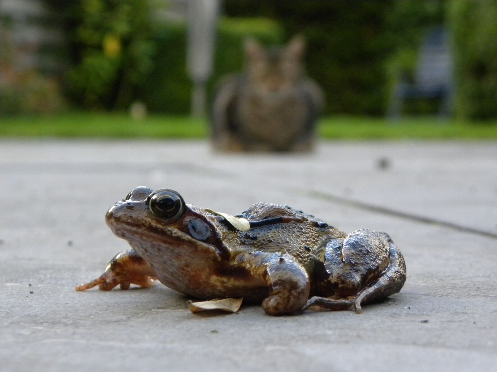 Nikon Coolpix P90 sample photo. Frog, cat, summer photography