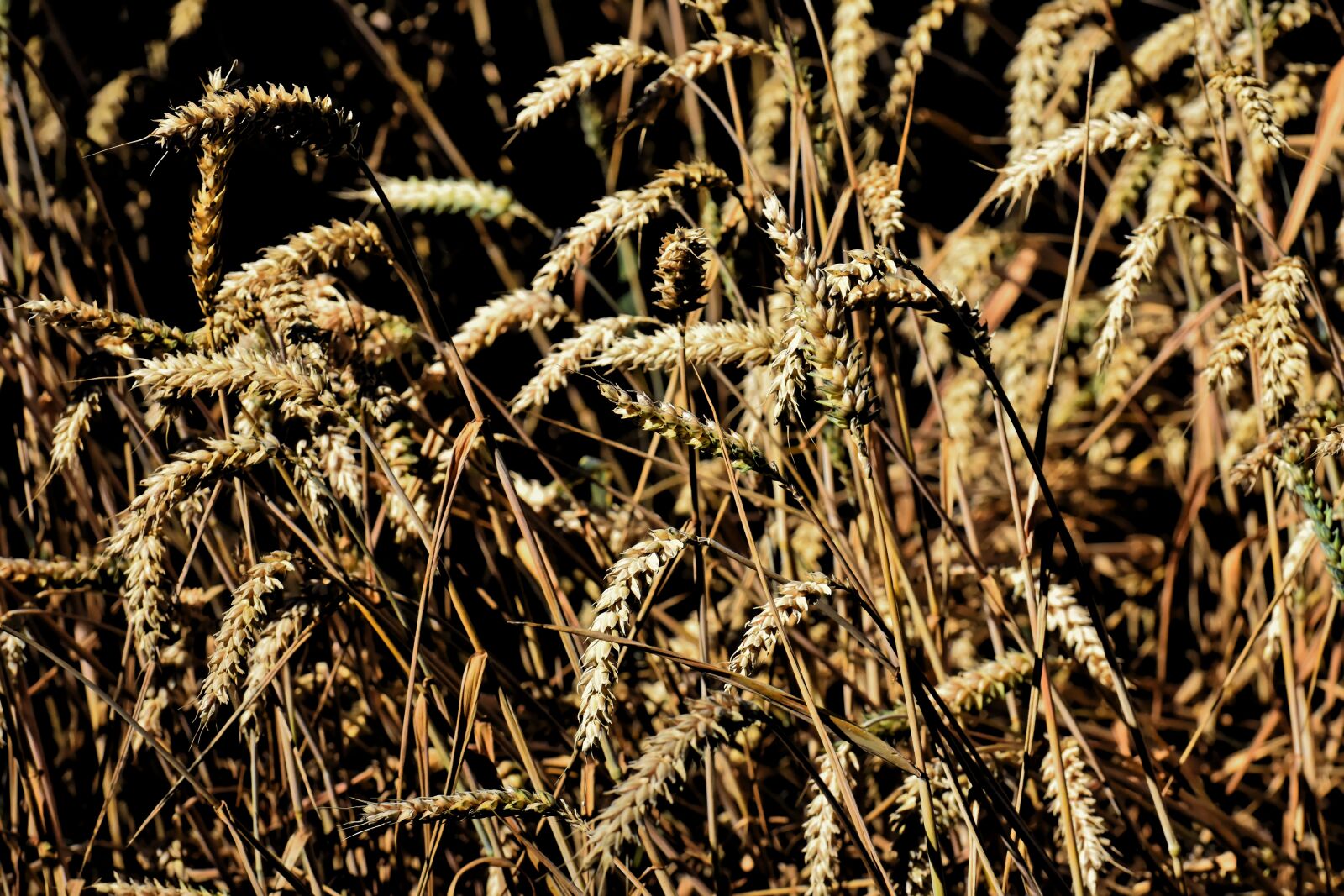 Nikon D7200 sample photo. Grain, cornfield, field photography
