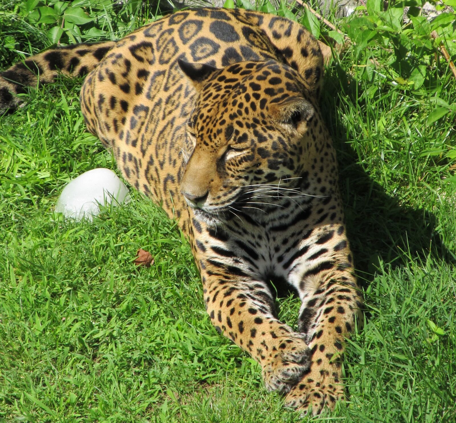 Canon PowerShot SX130 IS sample photo. Jaguar, big cat, carnivore photography