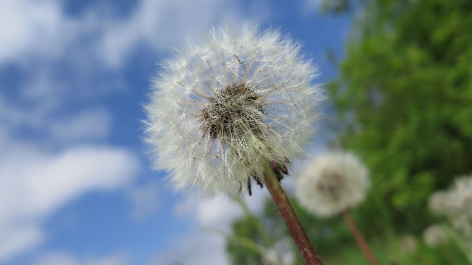 Canon PowerShot G16 sample photo. Dandelion, summer, fluffy dandelion photography