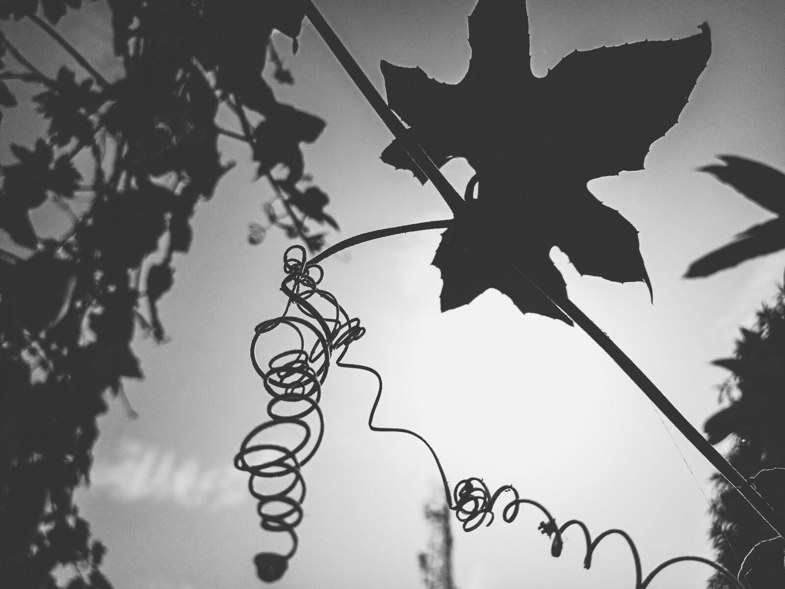 TECNO MOBILE LIMITED TECNO CA7 sample photo. Nature, world, earth photography