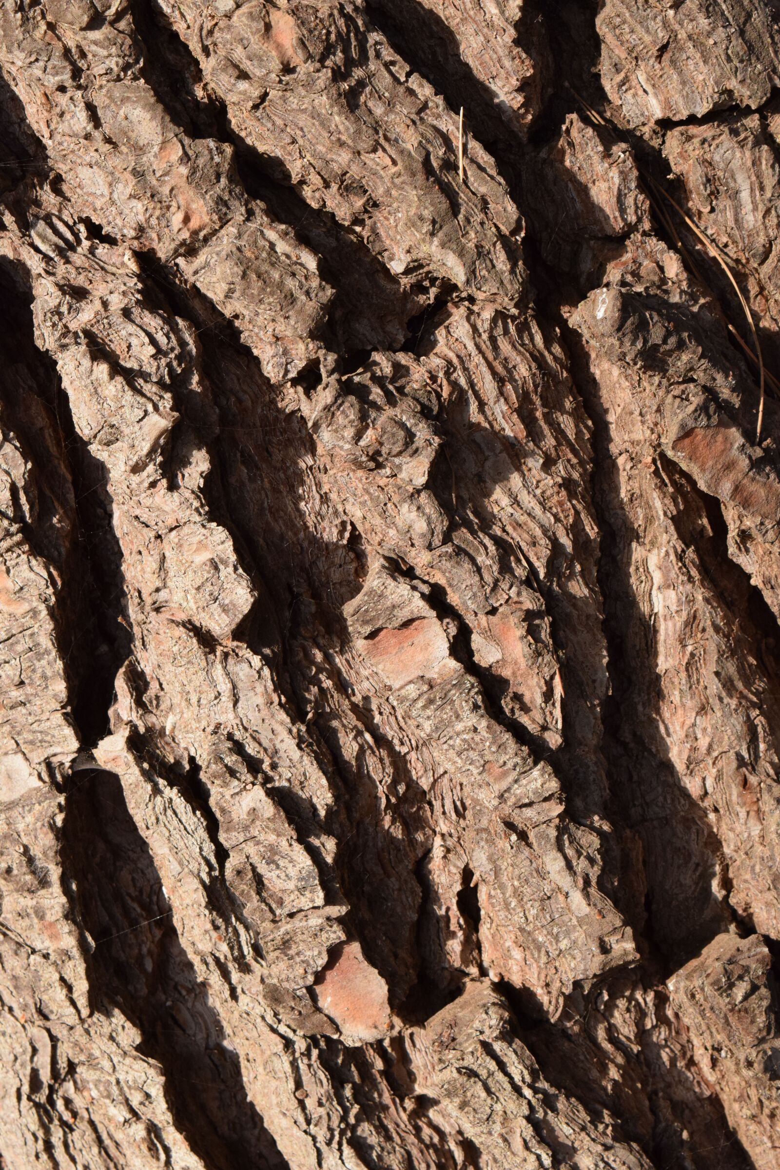 Nikon D3300 sample photo. Wood, bark, background photography